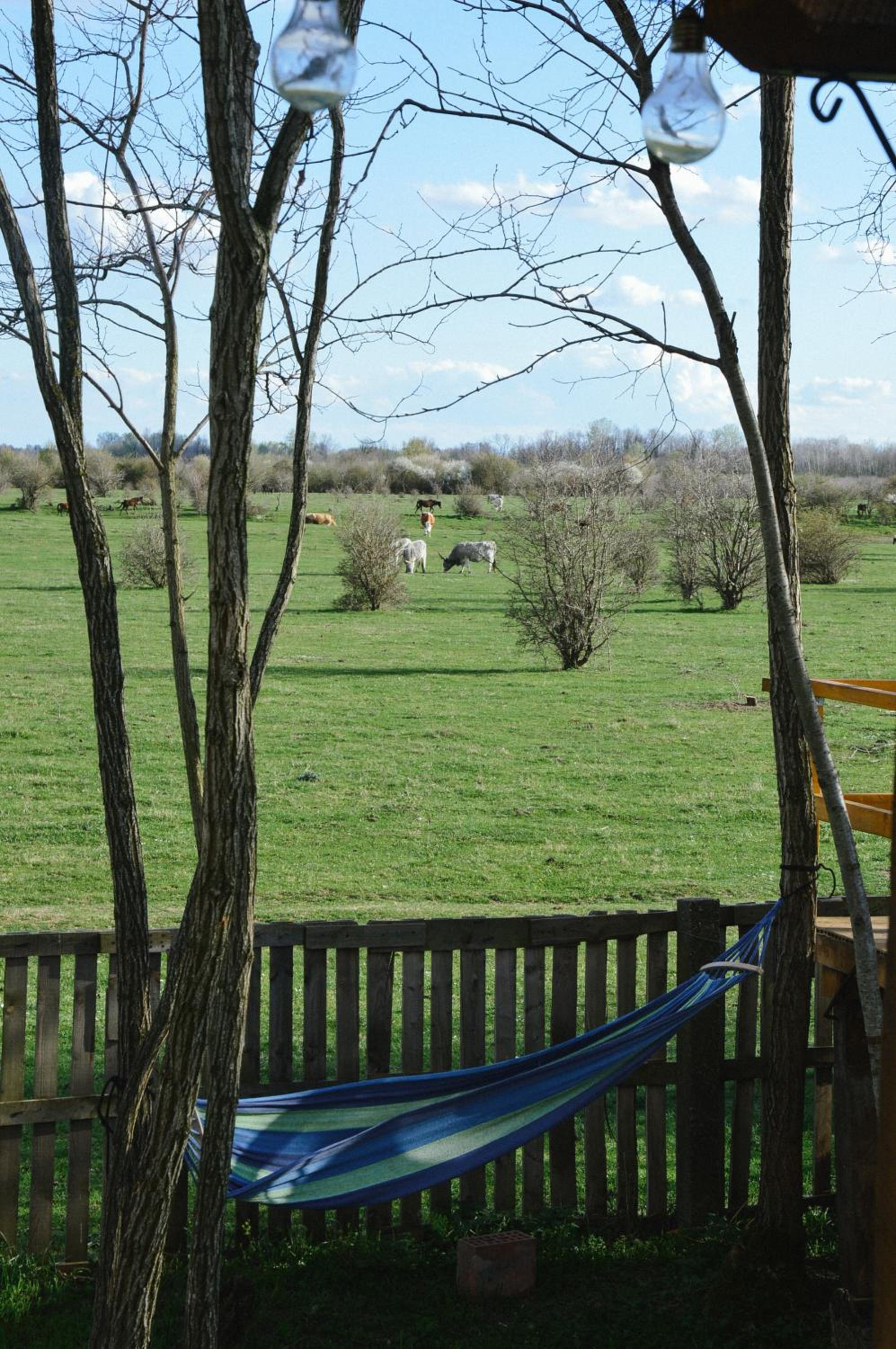 Zasavčanka