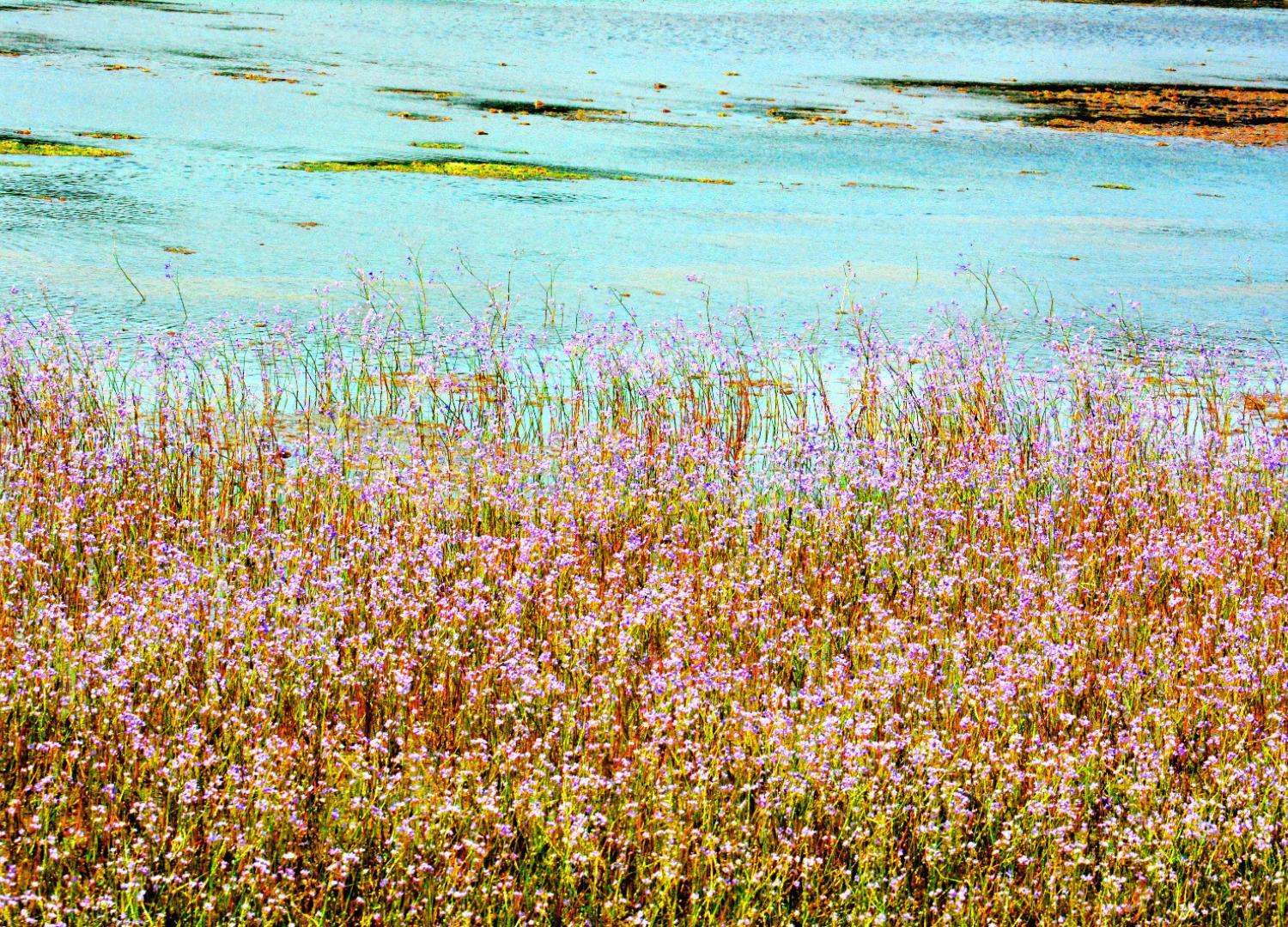 Neembuva Resort
