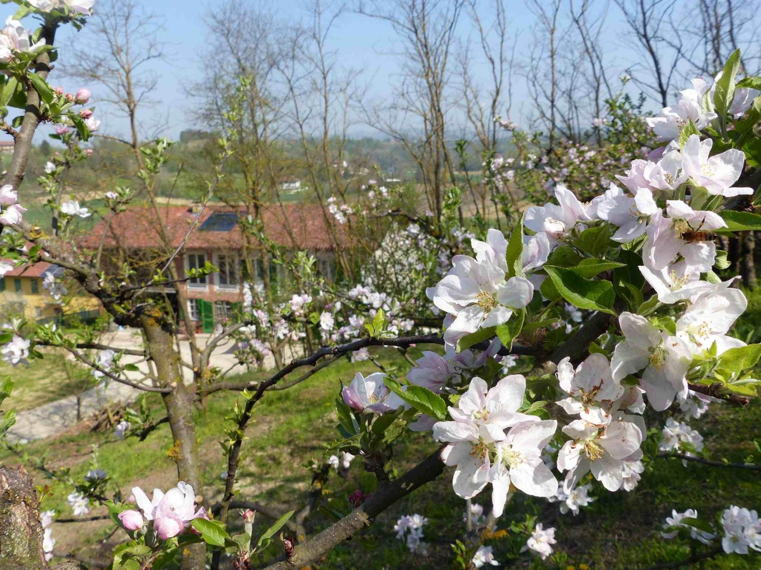 B&B Il vecchio pero view 3
