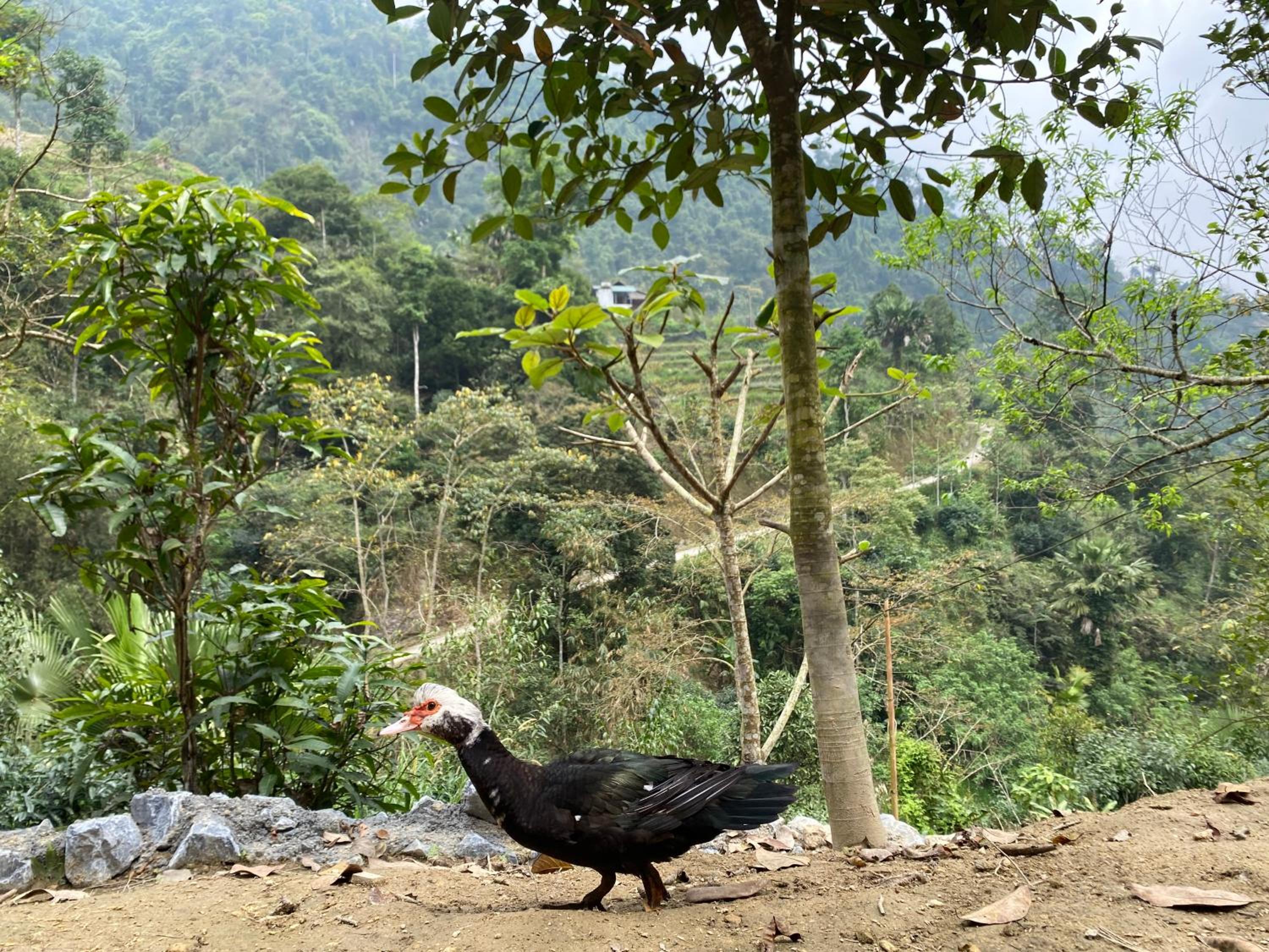 Bikki's jungle homestay