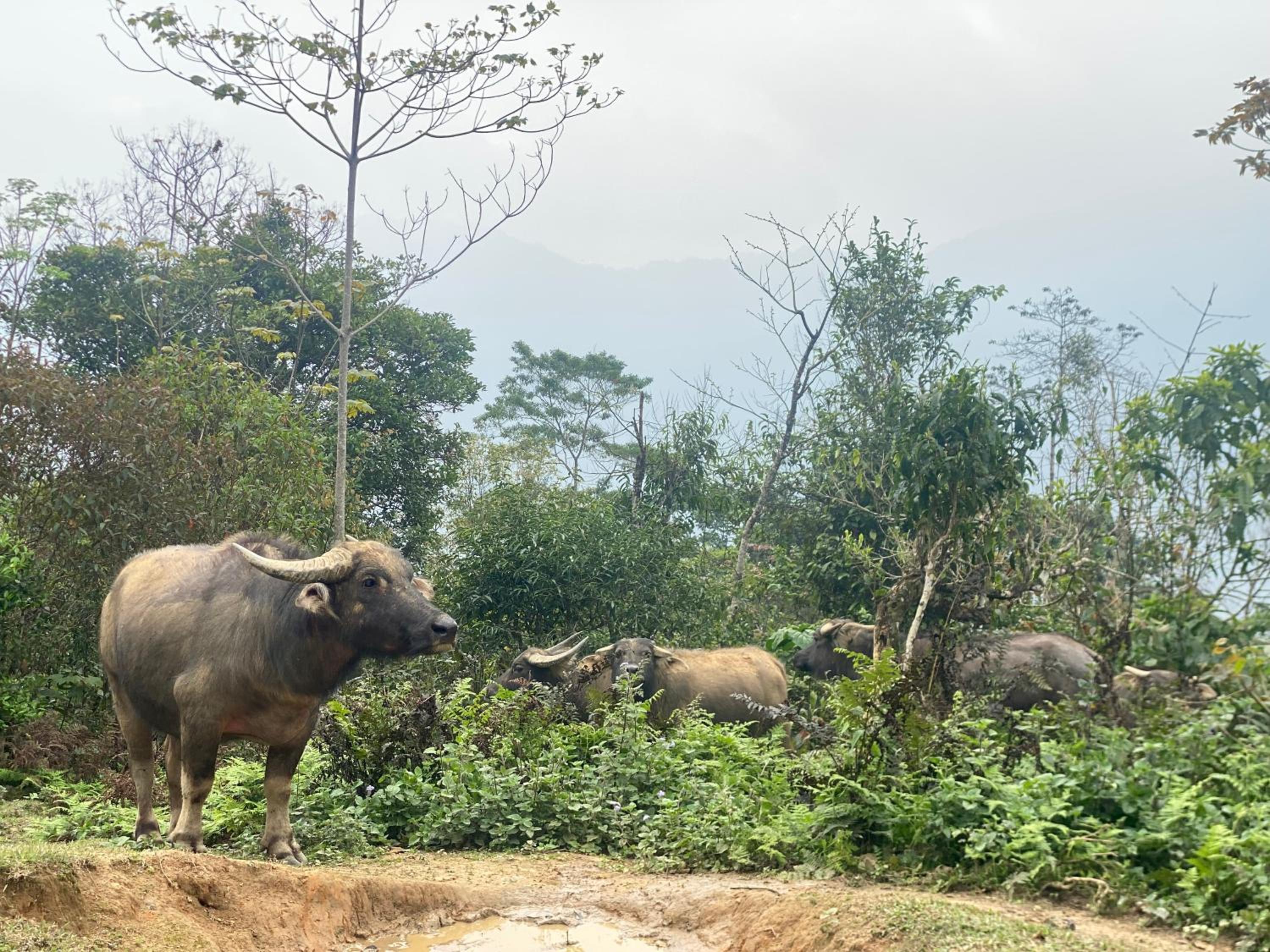 Bikki's jungle homestay