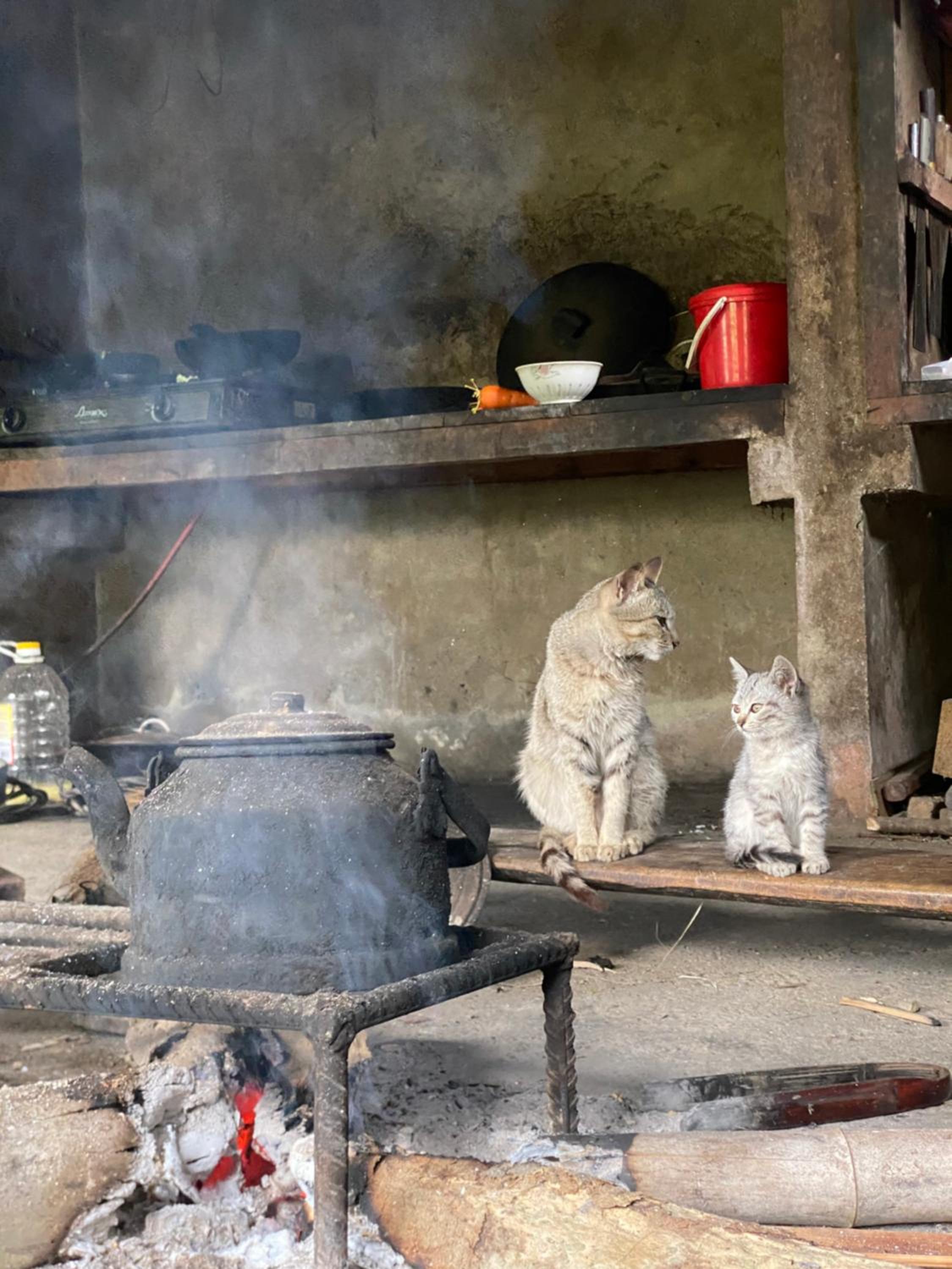 Bikki's jungle homestay