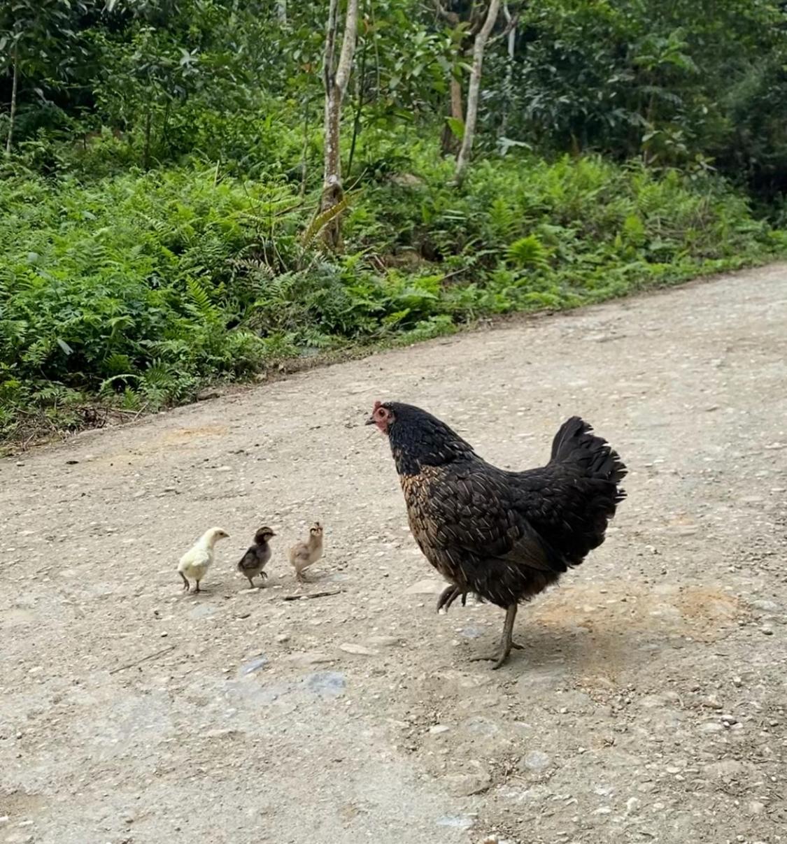 Bikki's jungle homestay
