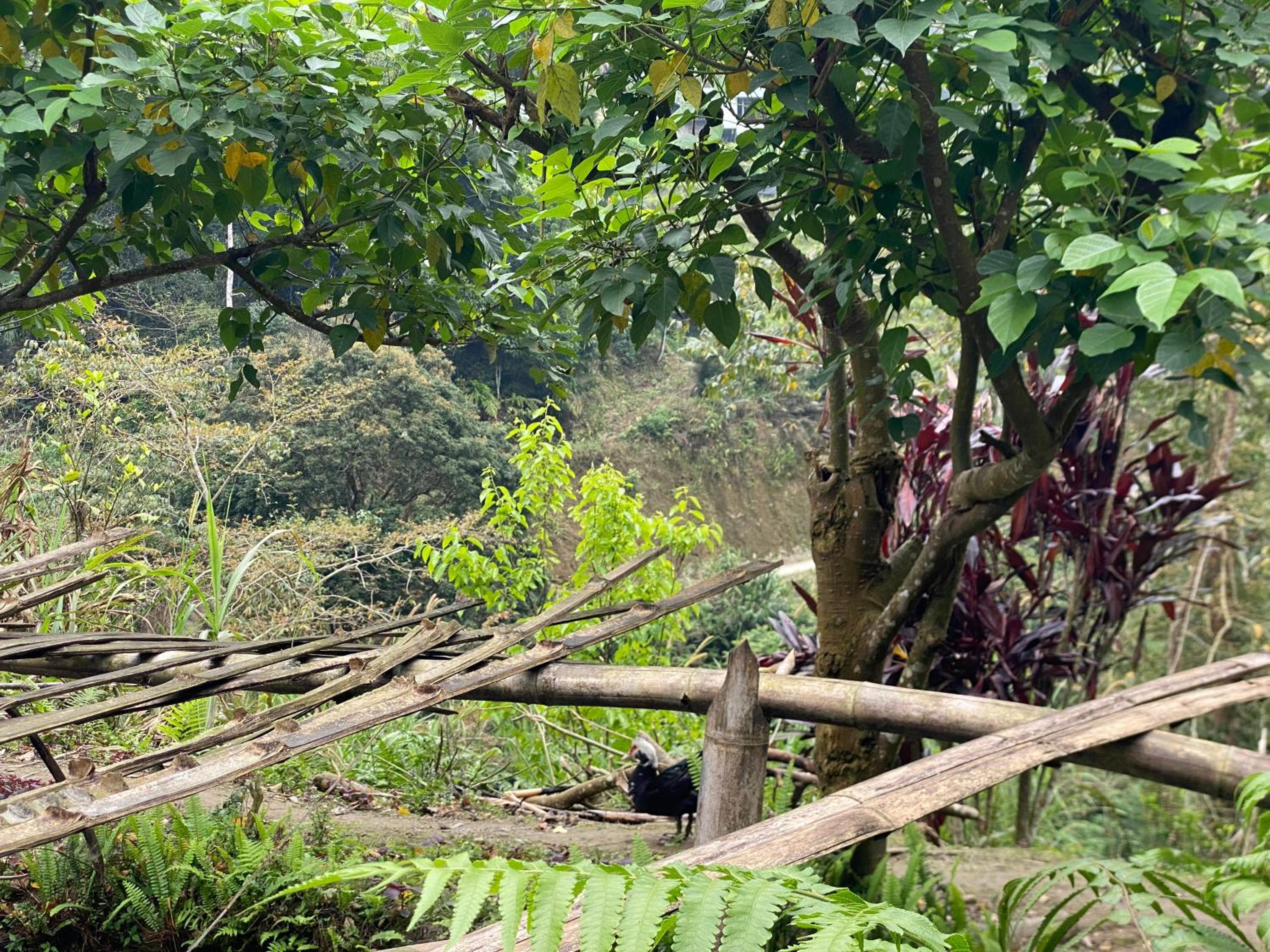 Bikki's jungle homestay