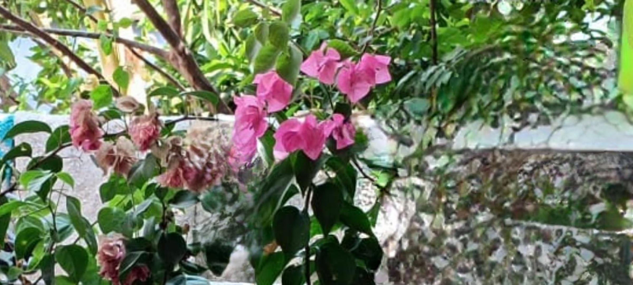 Oasis Homestay Kochi view 3
