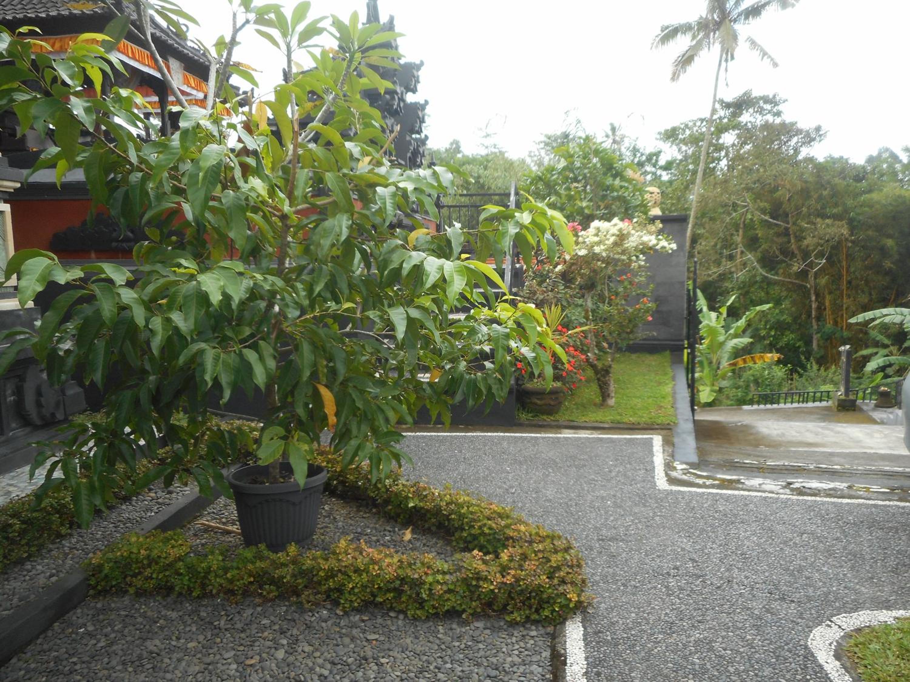 Kadek Homestay