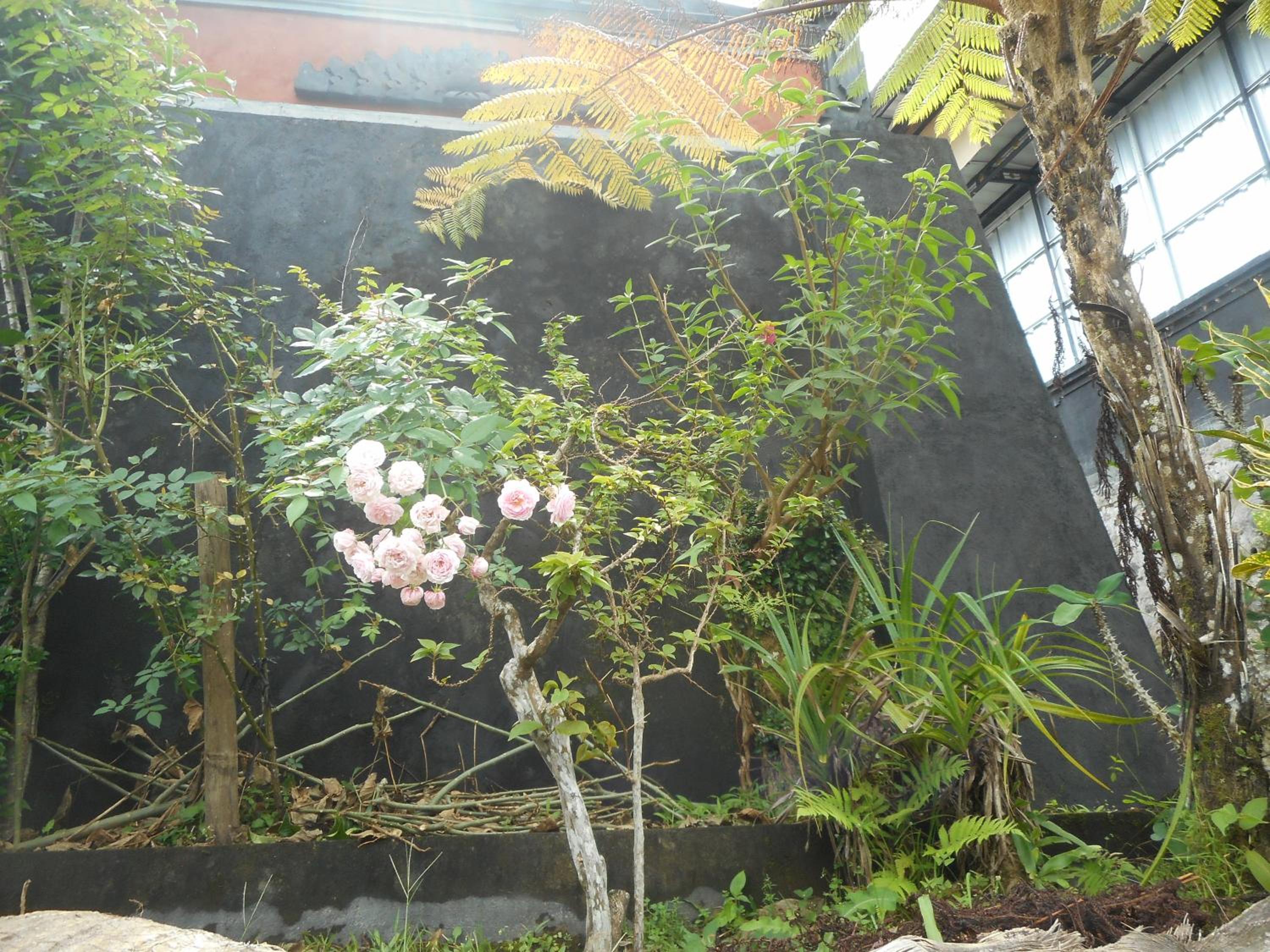 Kadek Homestay