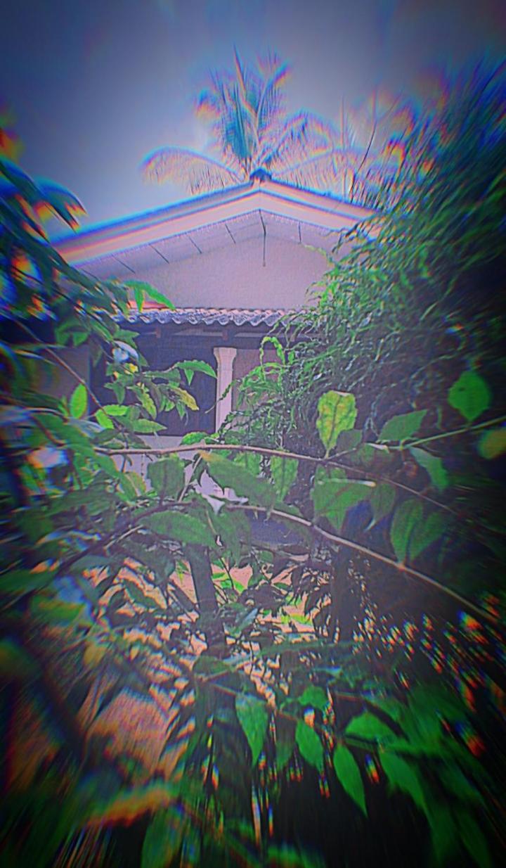 Sinharaja Greenvilla