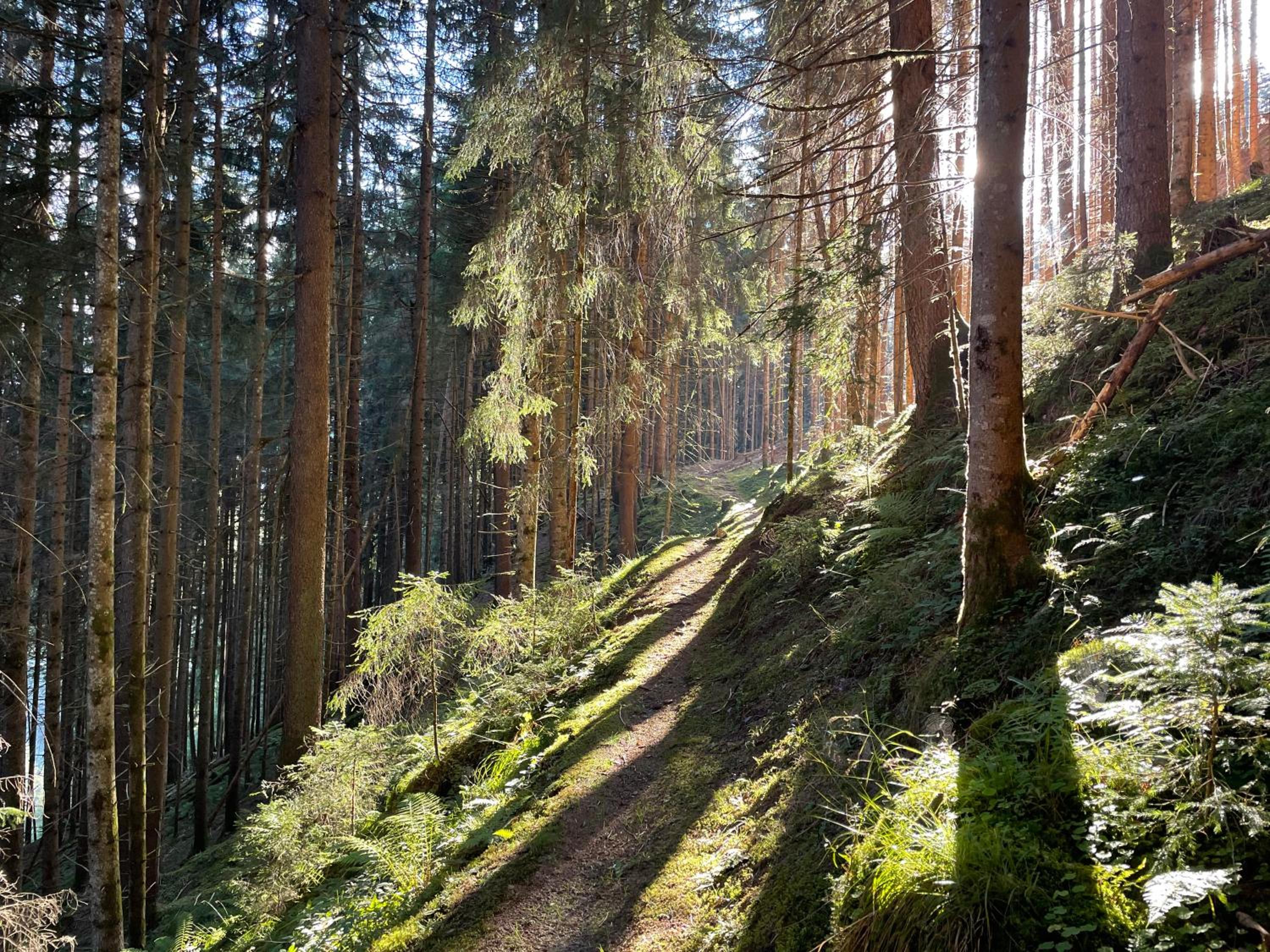 Alpenapartment für Familien und Gruppen zentrale Lage
