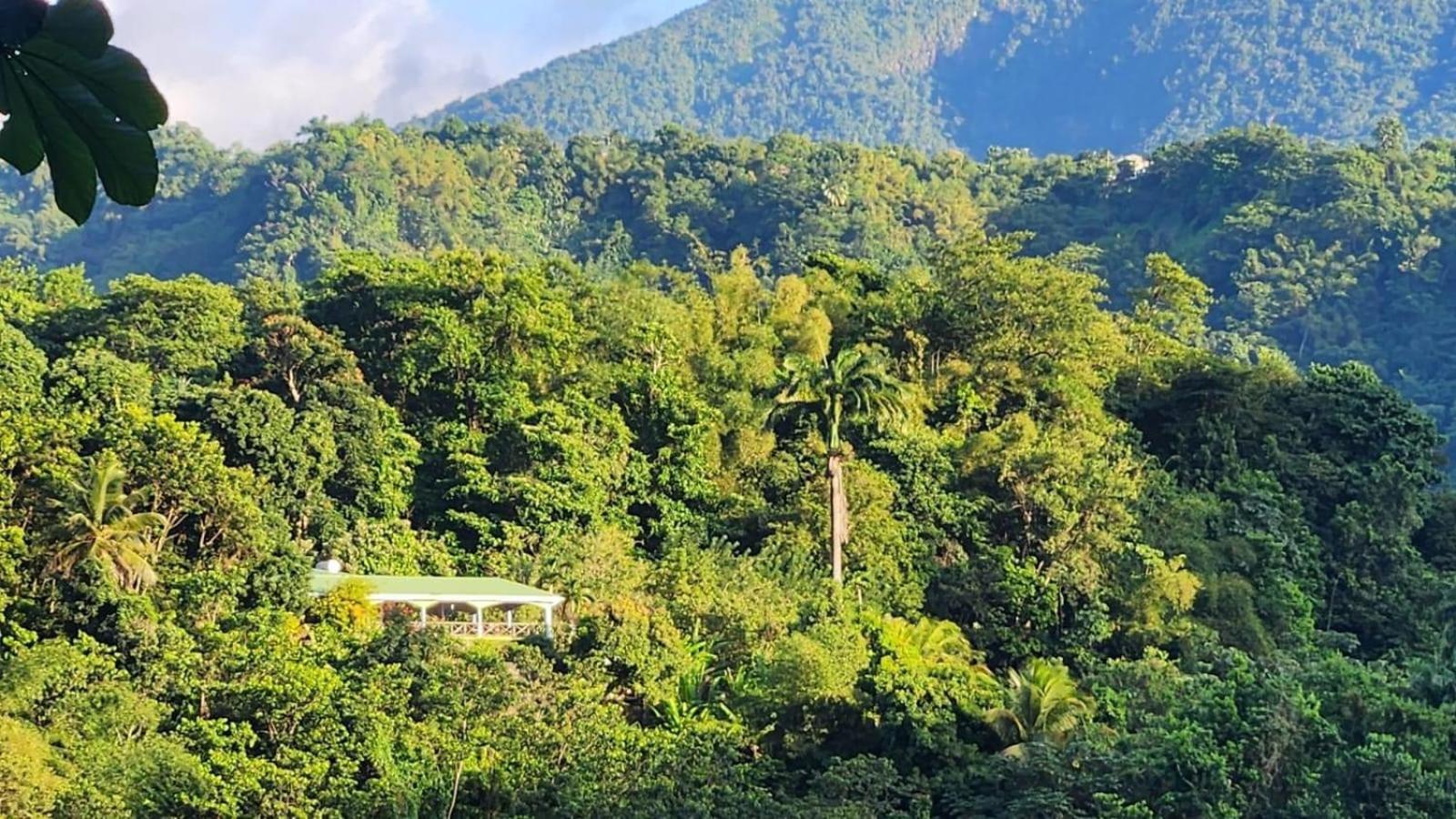 Aura Dominica