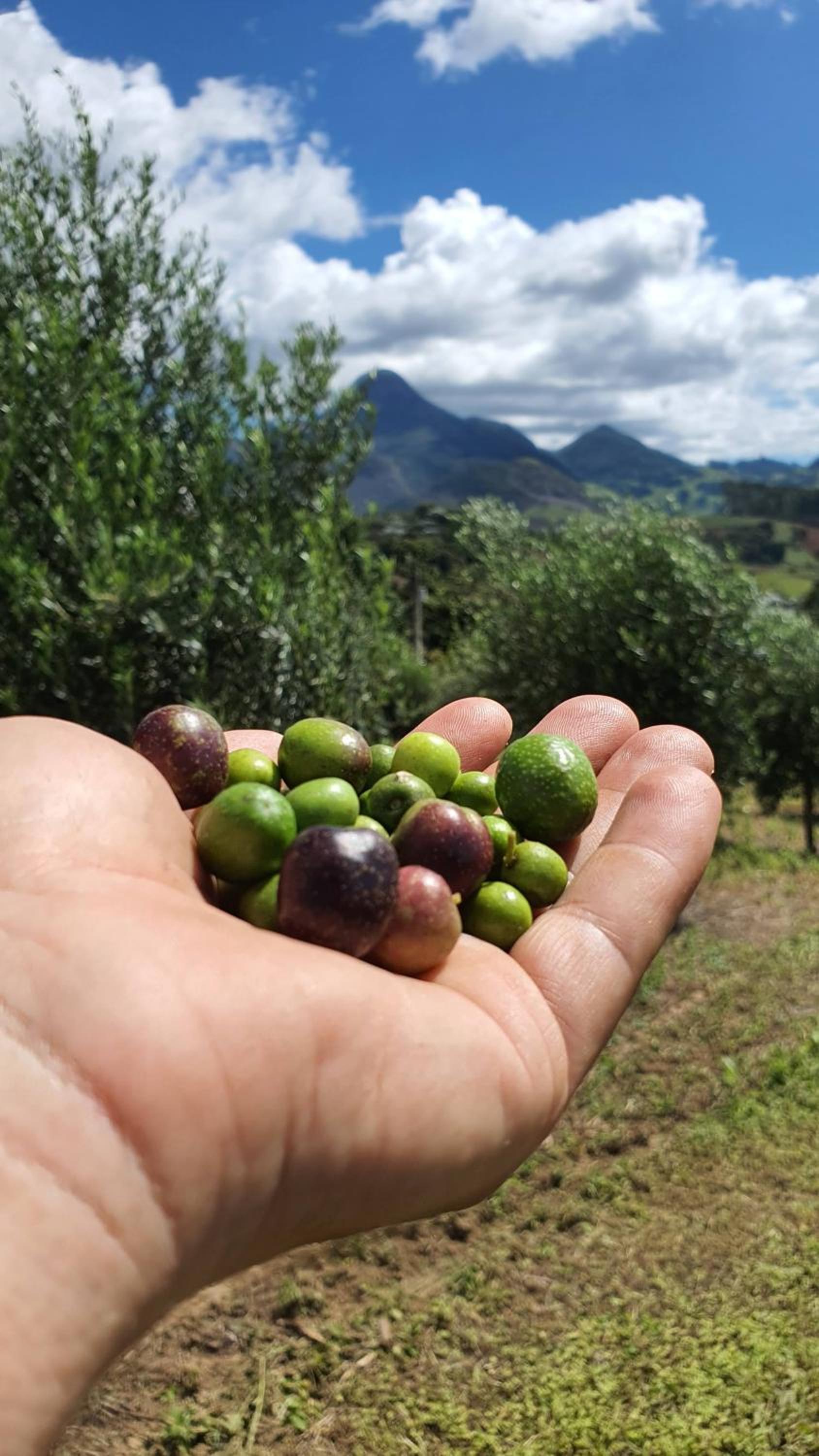 Chalés Monte das Oliveiras