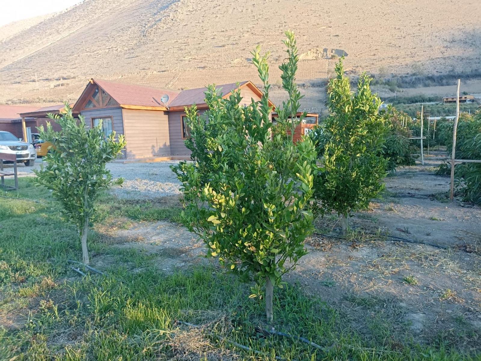 Cabañas Vicuña Cielo de Peralillo - Valle de Elqui
