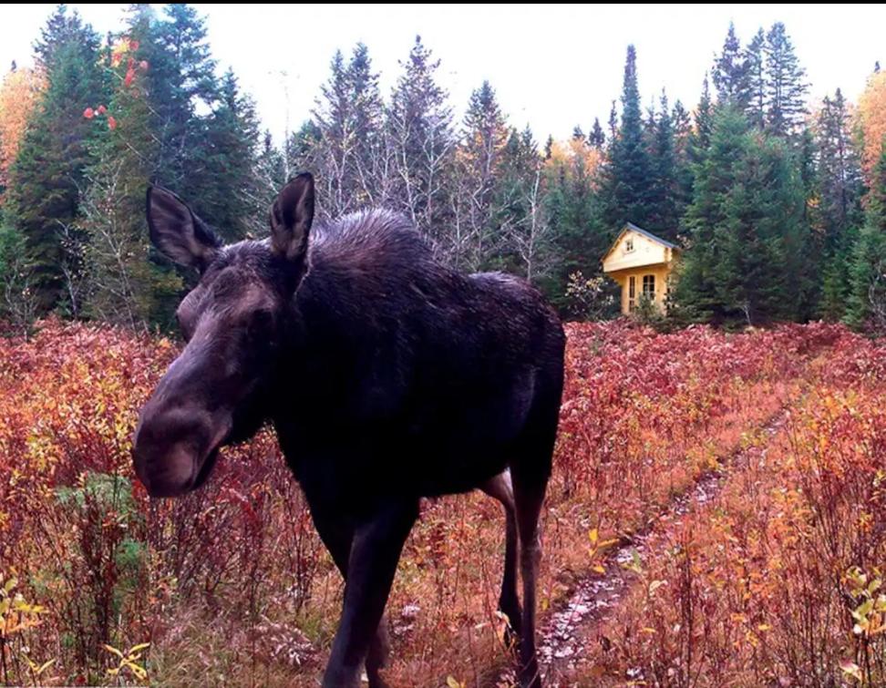 Deer Meadow #1
