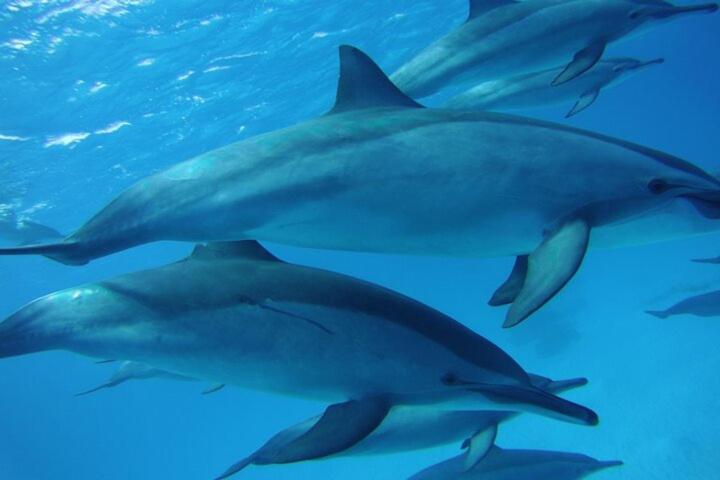 Hurghada Tours