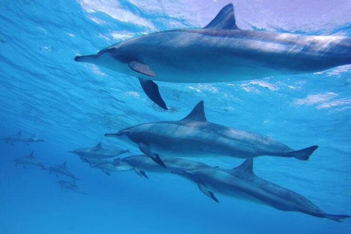 Hurghada Tours