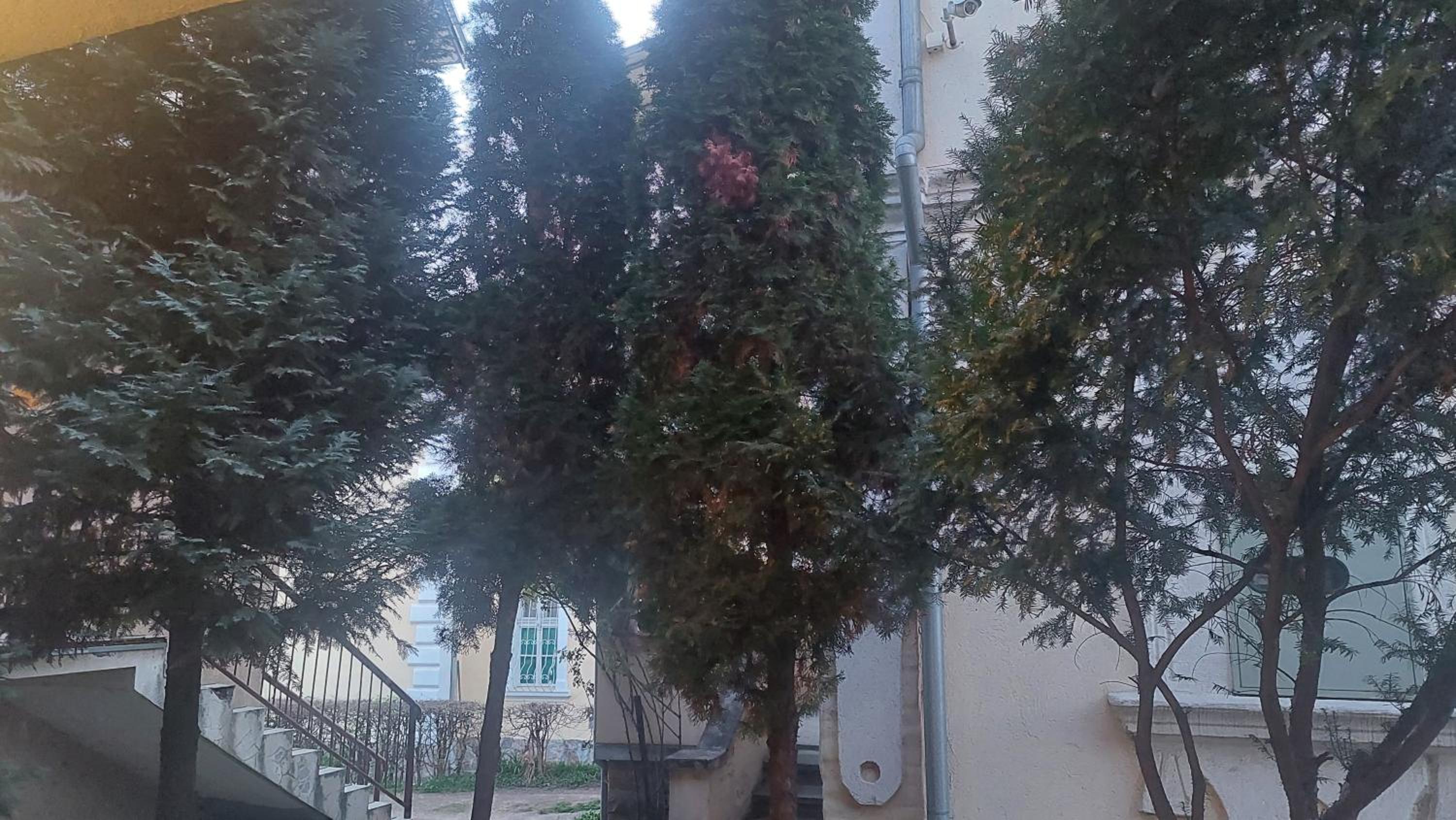 Mrvica