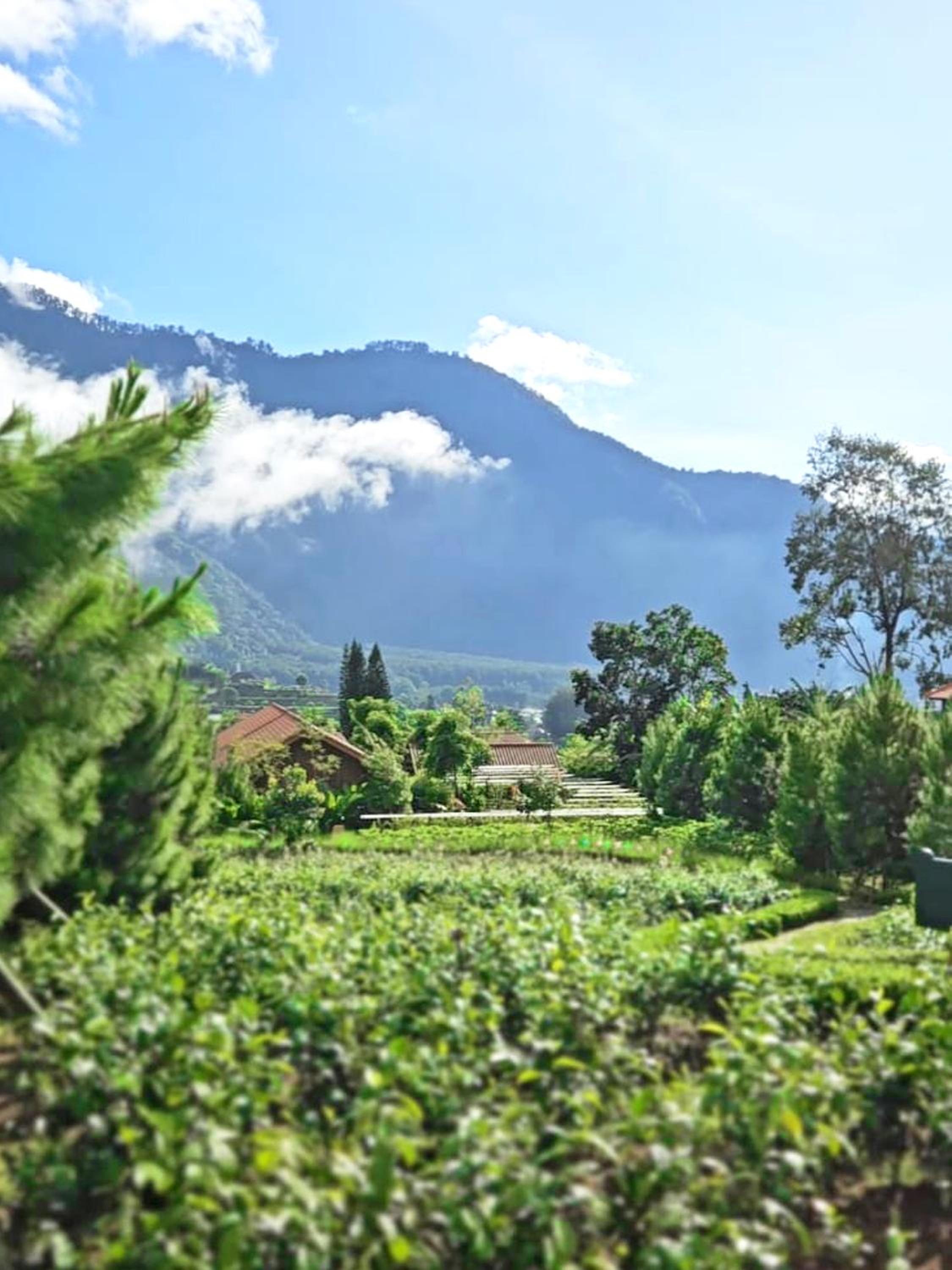 Dusun Bedugul Asri