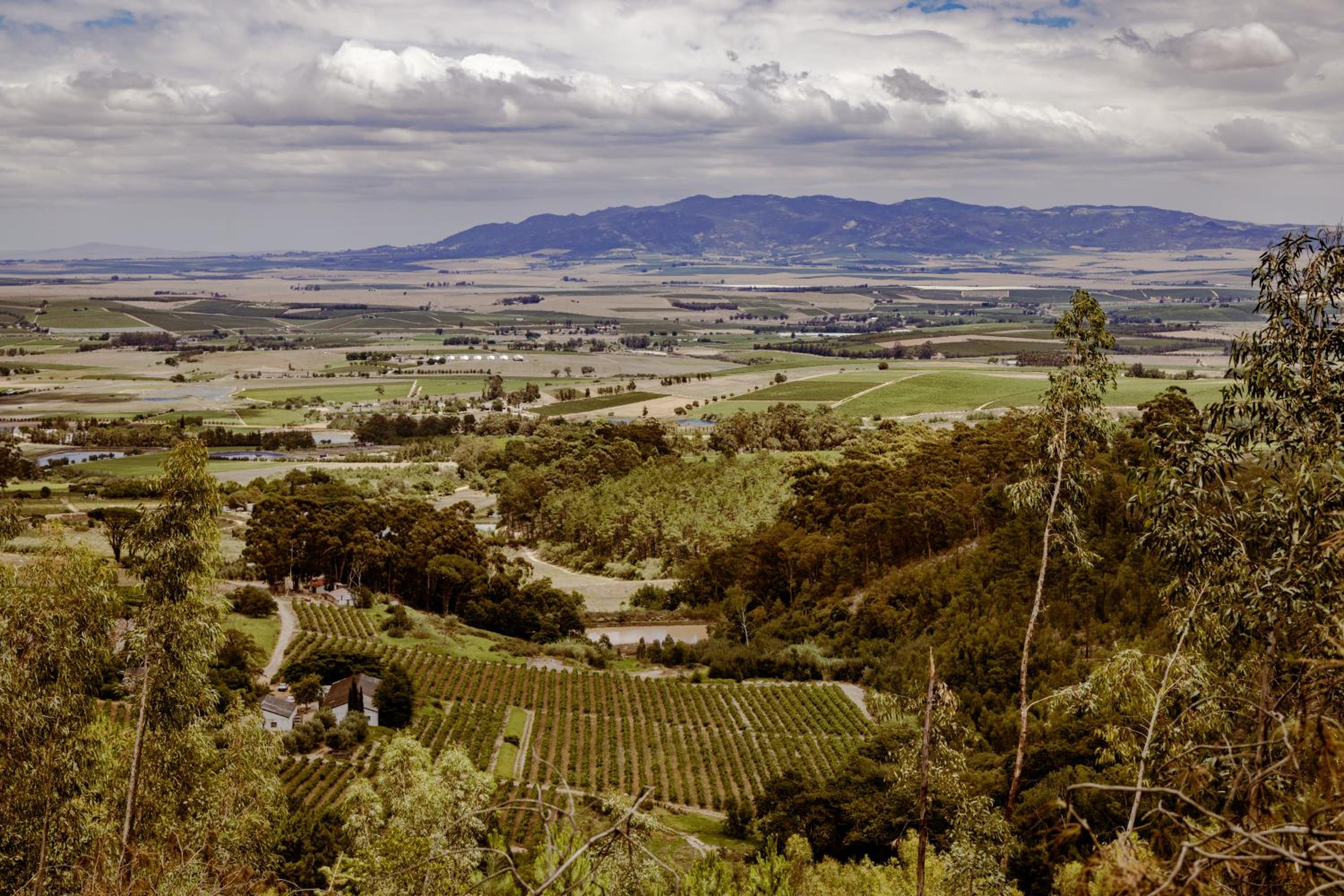 Wolvenhoek Vineyard Farmstead
