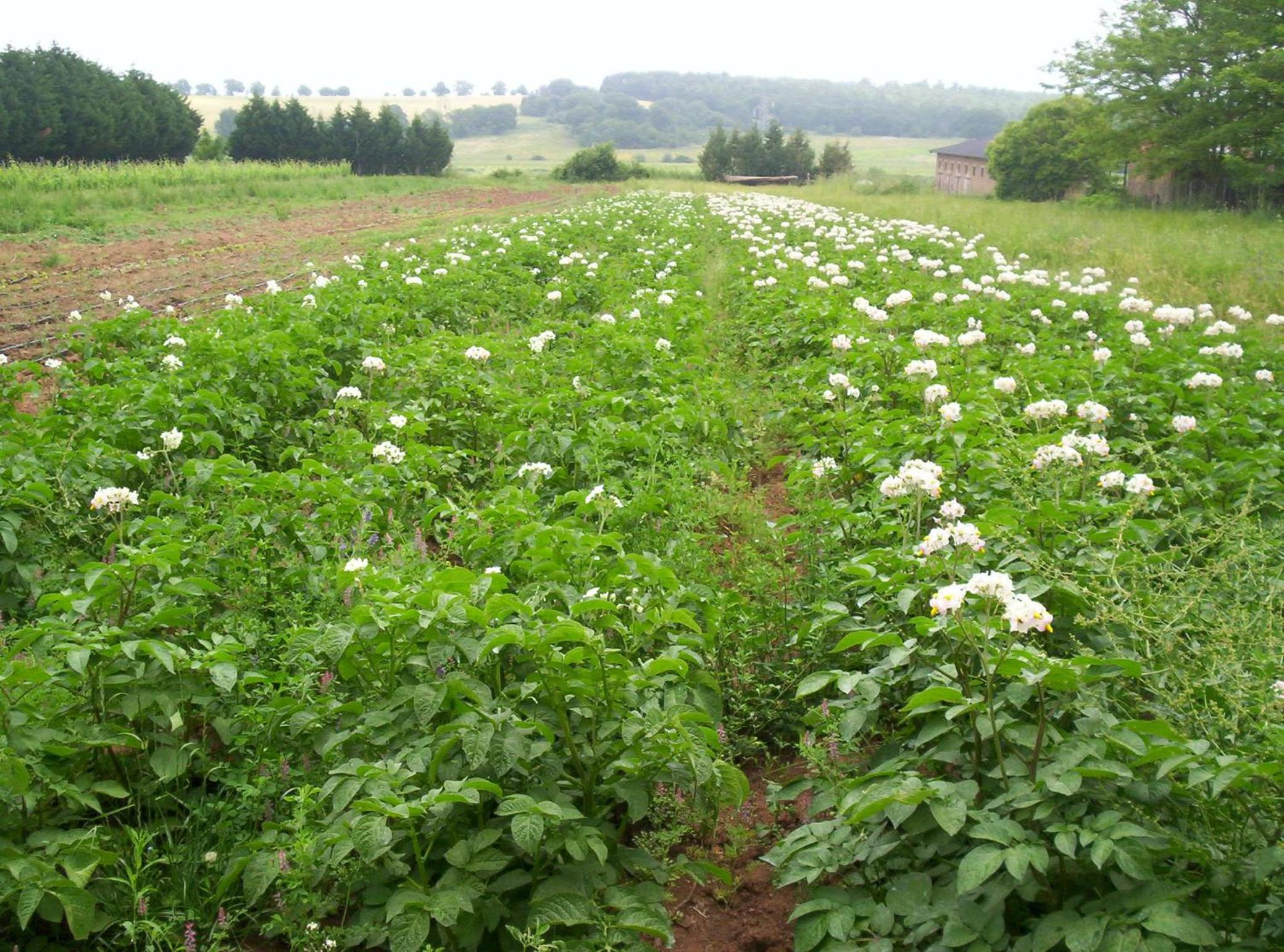 Biobagnolese Agriturismo