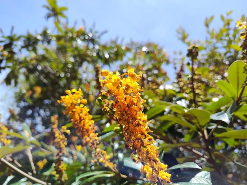 Flor e Luz Chalés