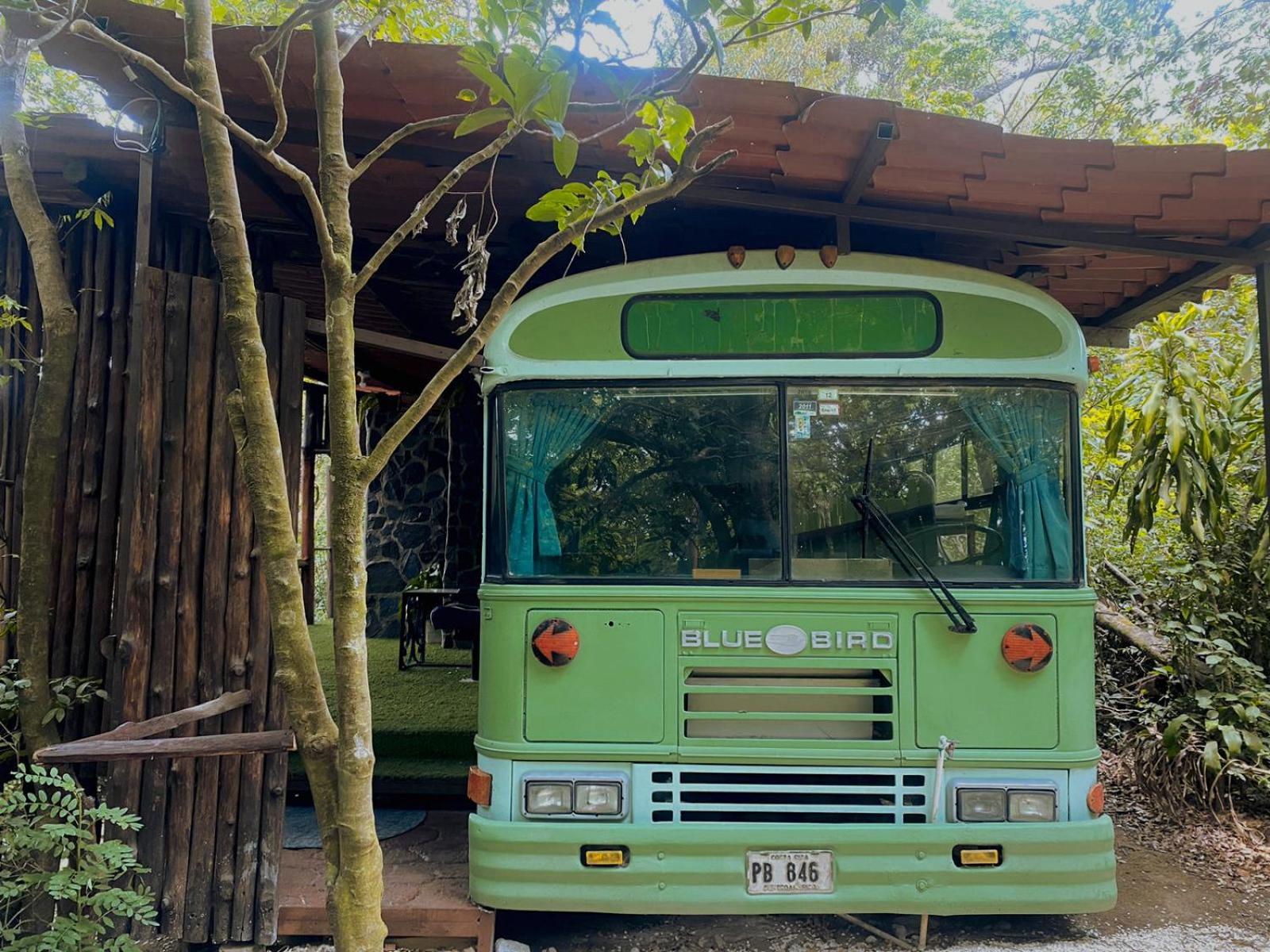 Ficus Wonders Bus