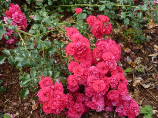 Photo 49