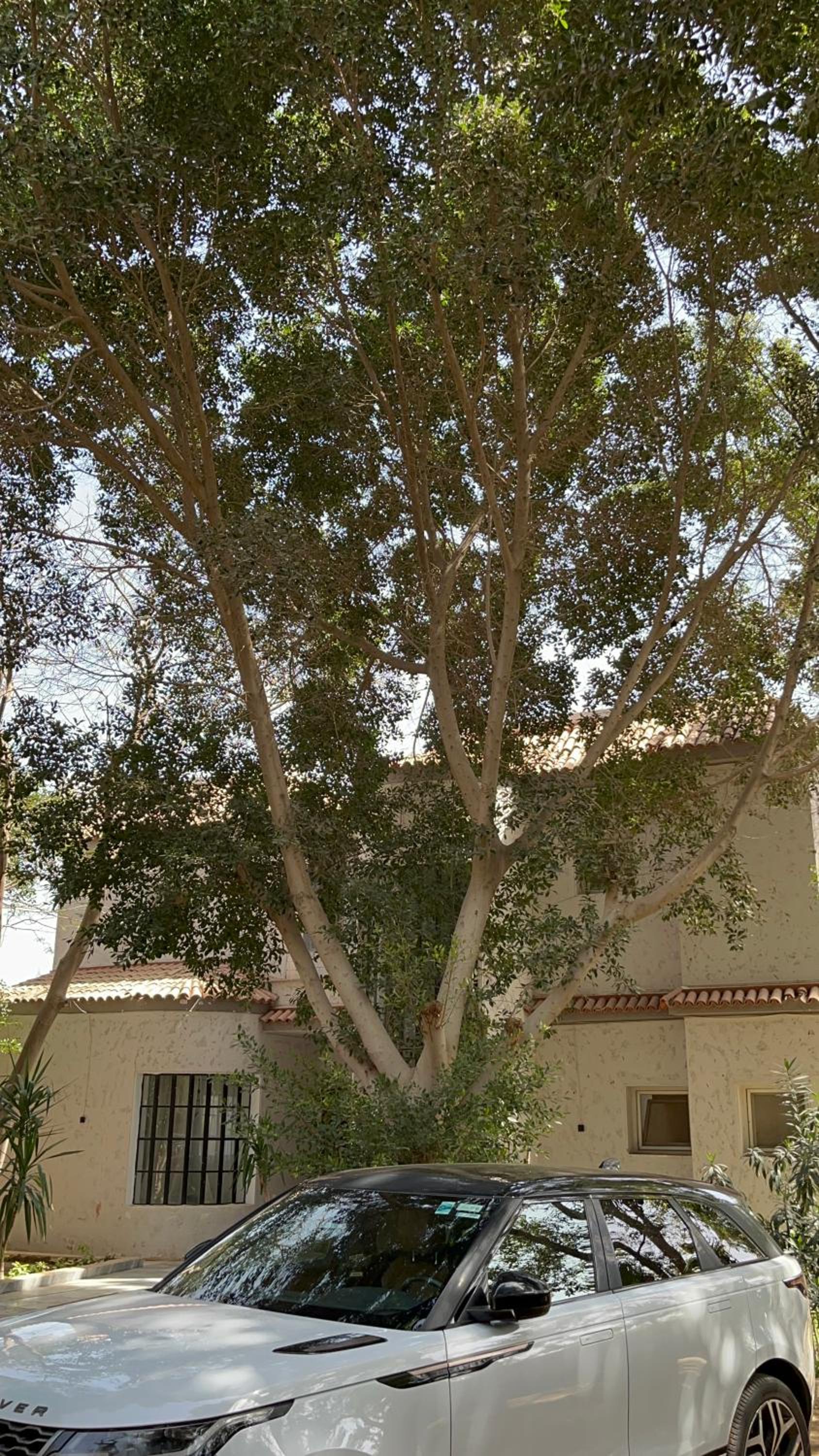 Villa by the Pyramids