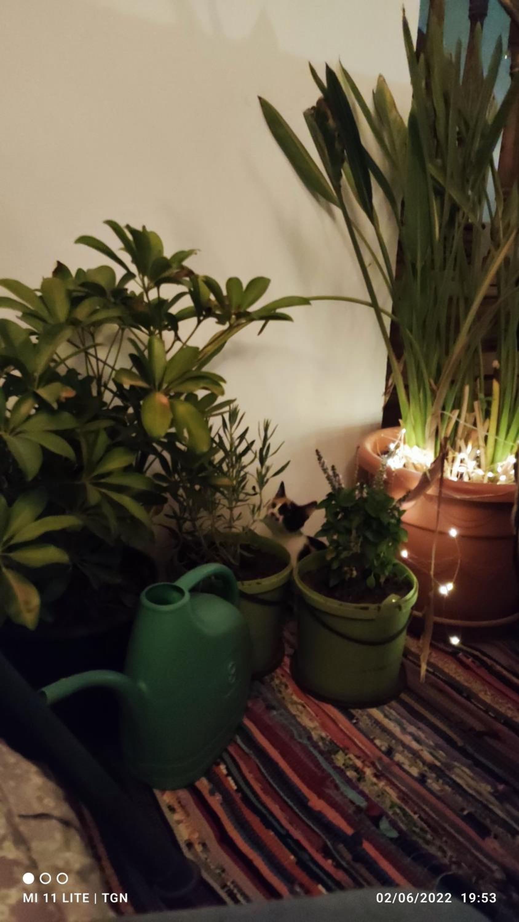 The Green House