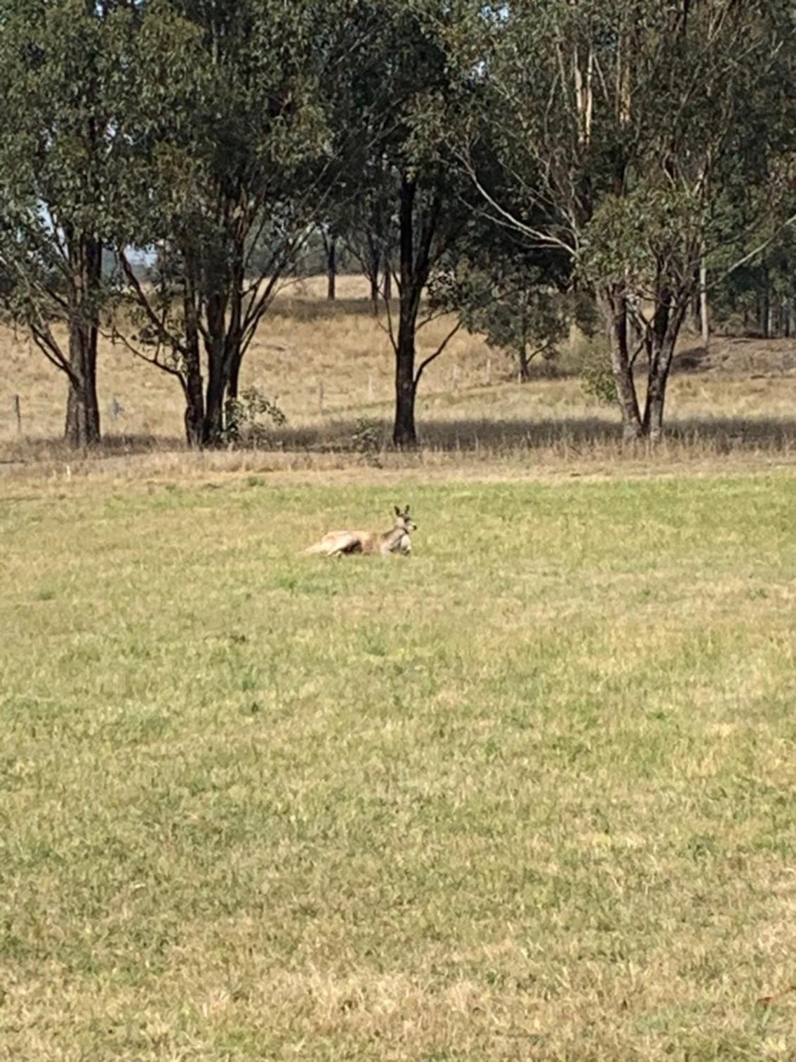 Wallaby Lodges