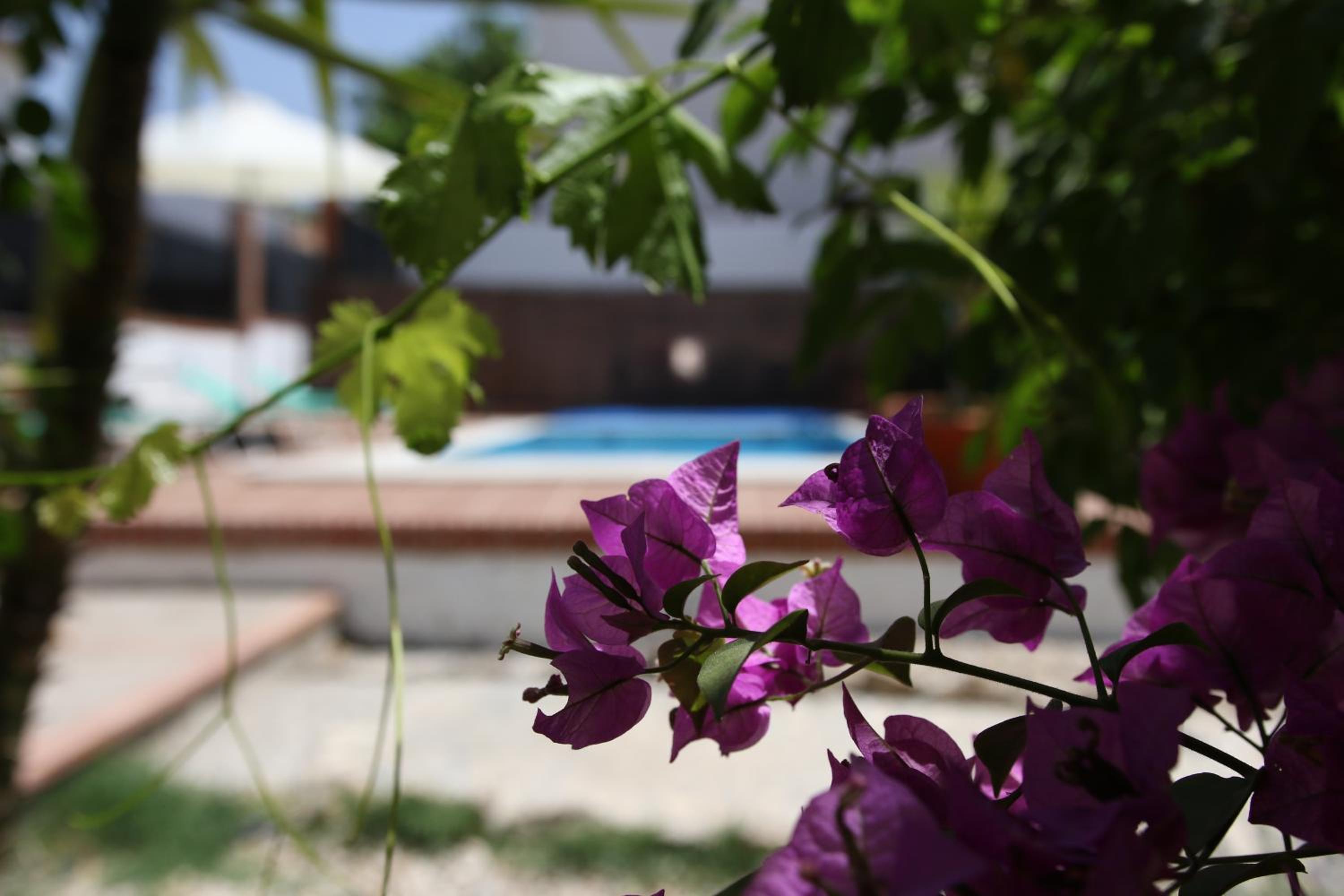 Lovely 10-Bed Villa with Private Pool & Garden view 3