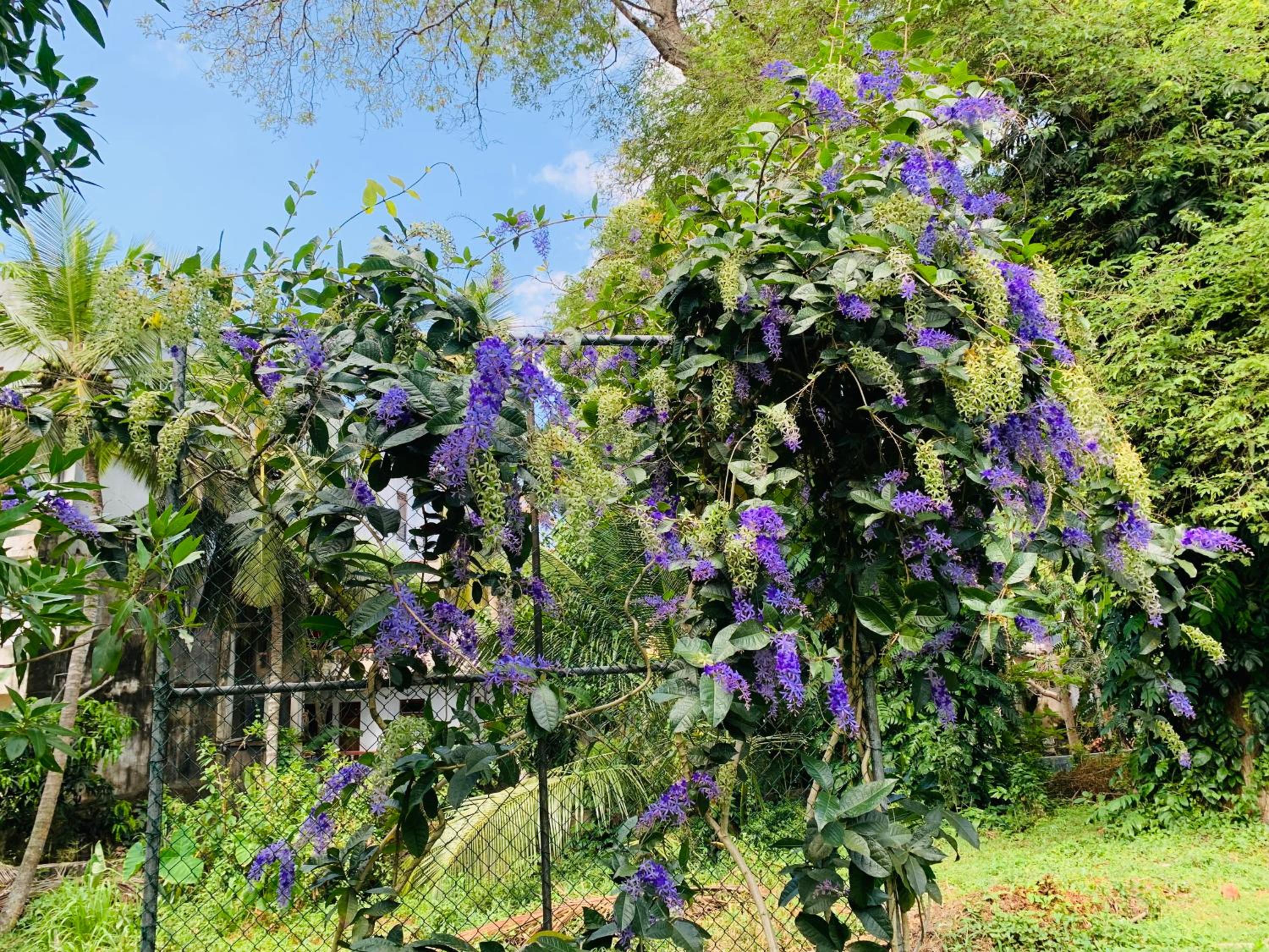 Stuart House Tangalle