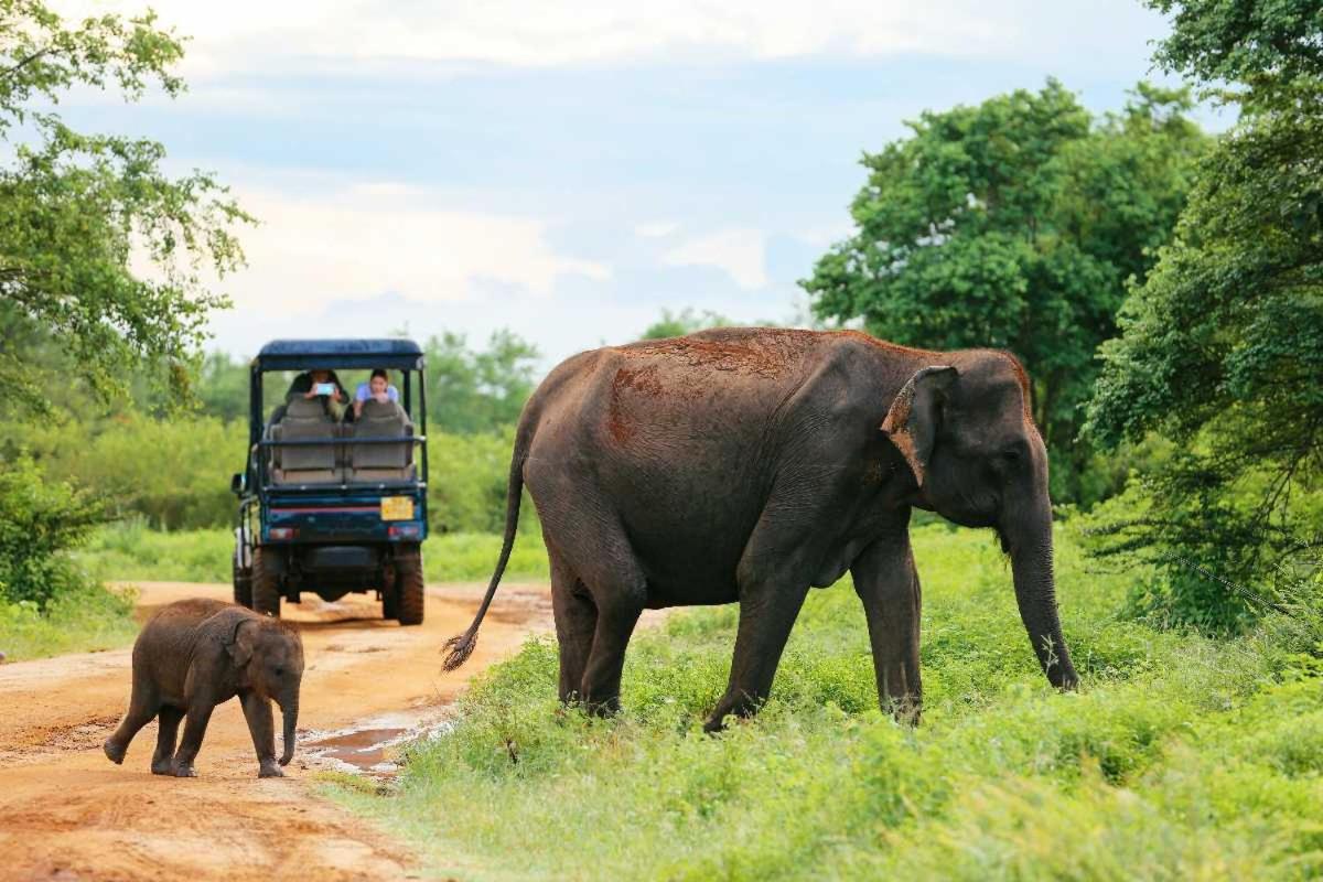 wild park safari home stay view 3