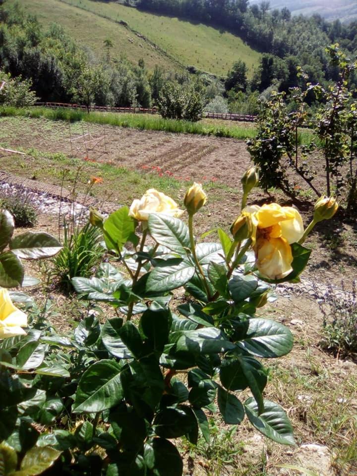 Agriturismo Bellavista