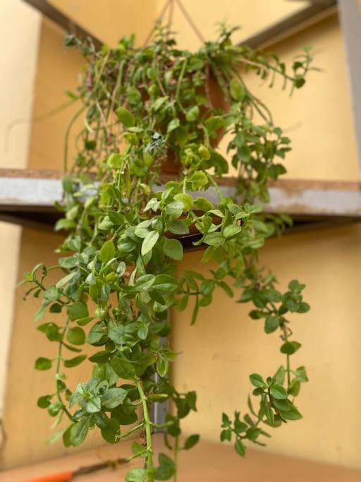Dani Two Bedroom Home in Center of Tirana