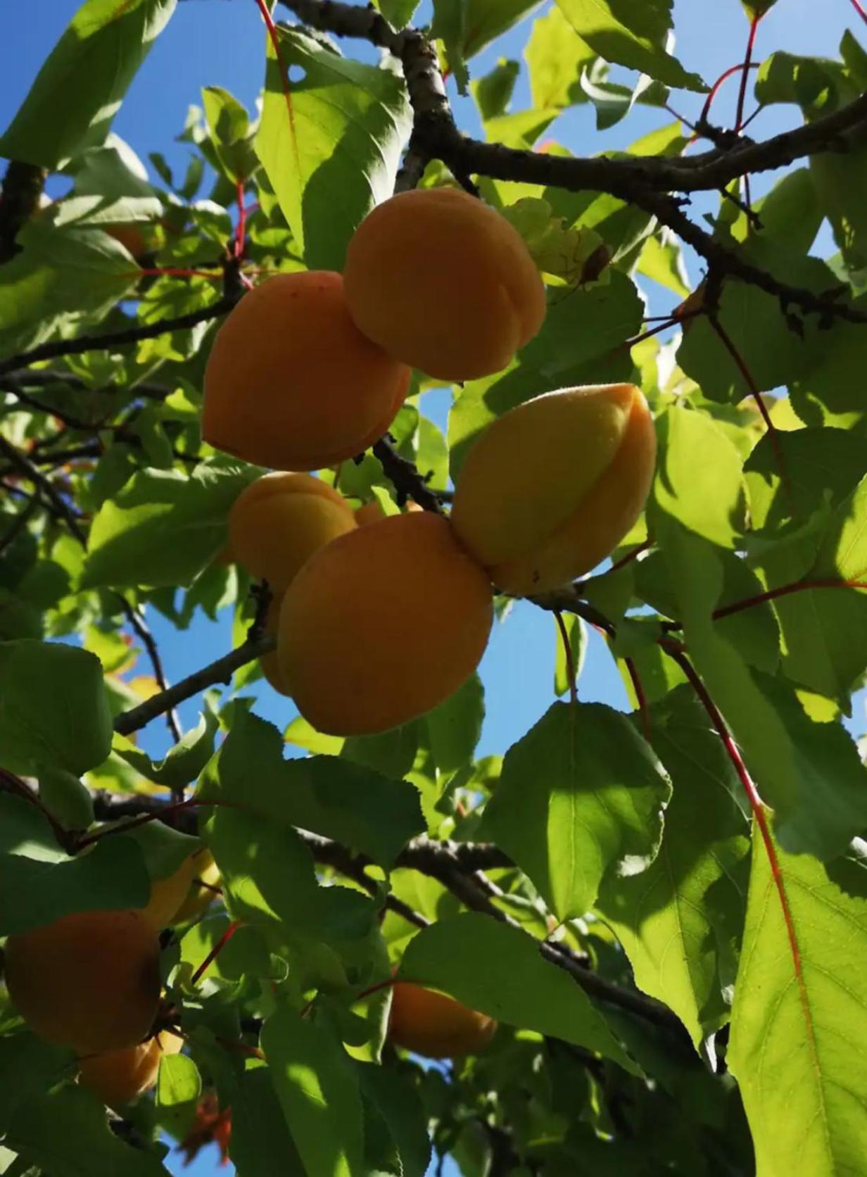 Photo 25