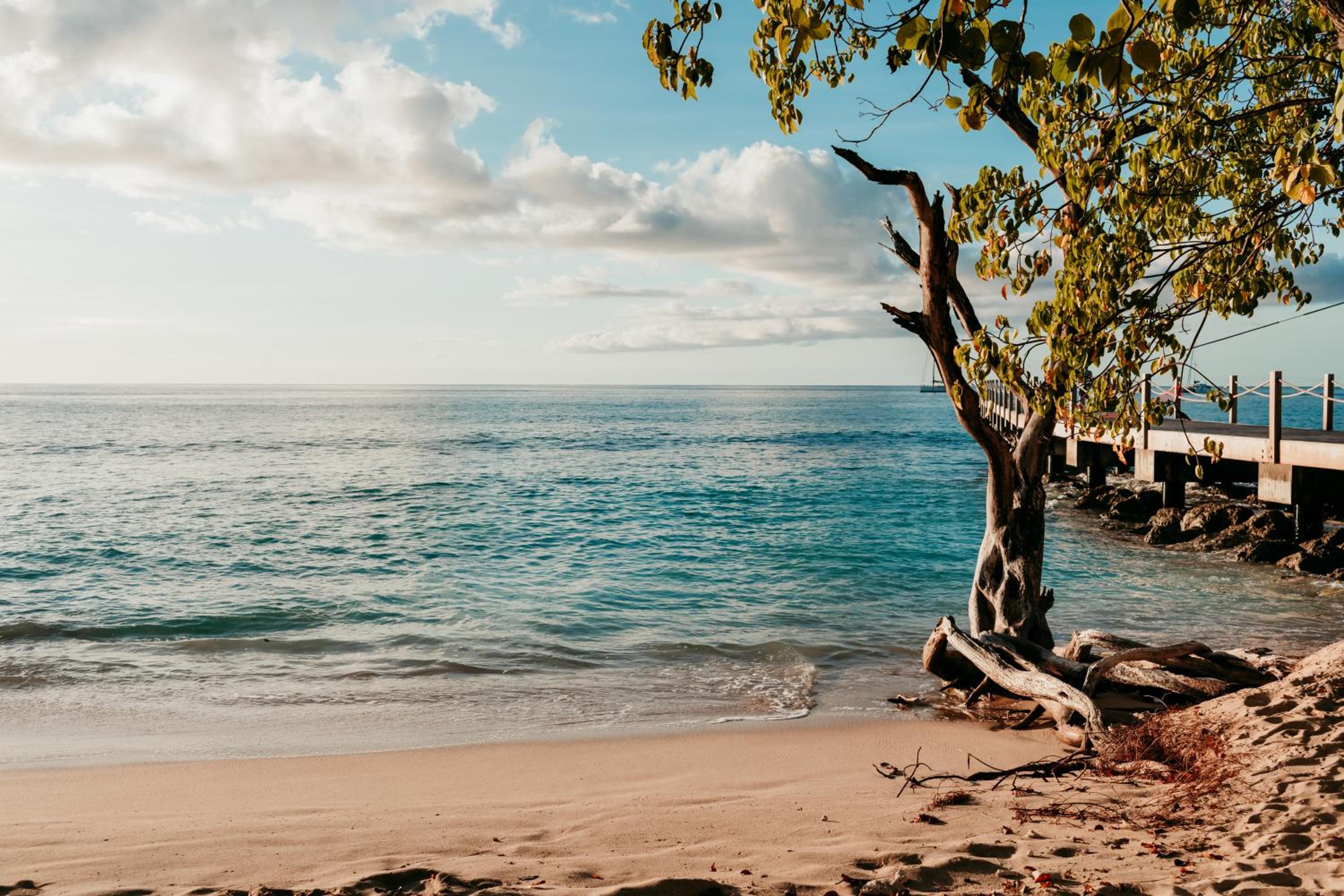 Tropical Escape