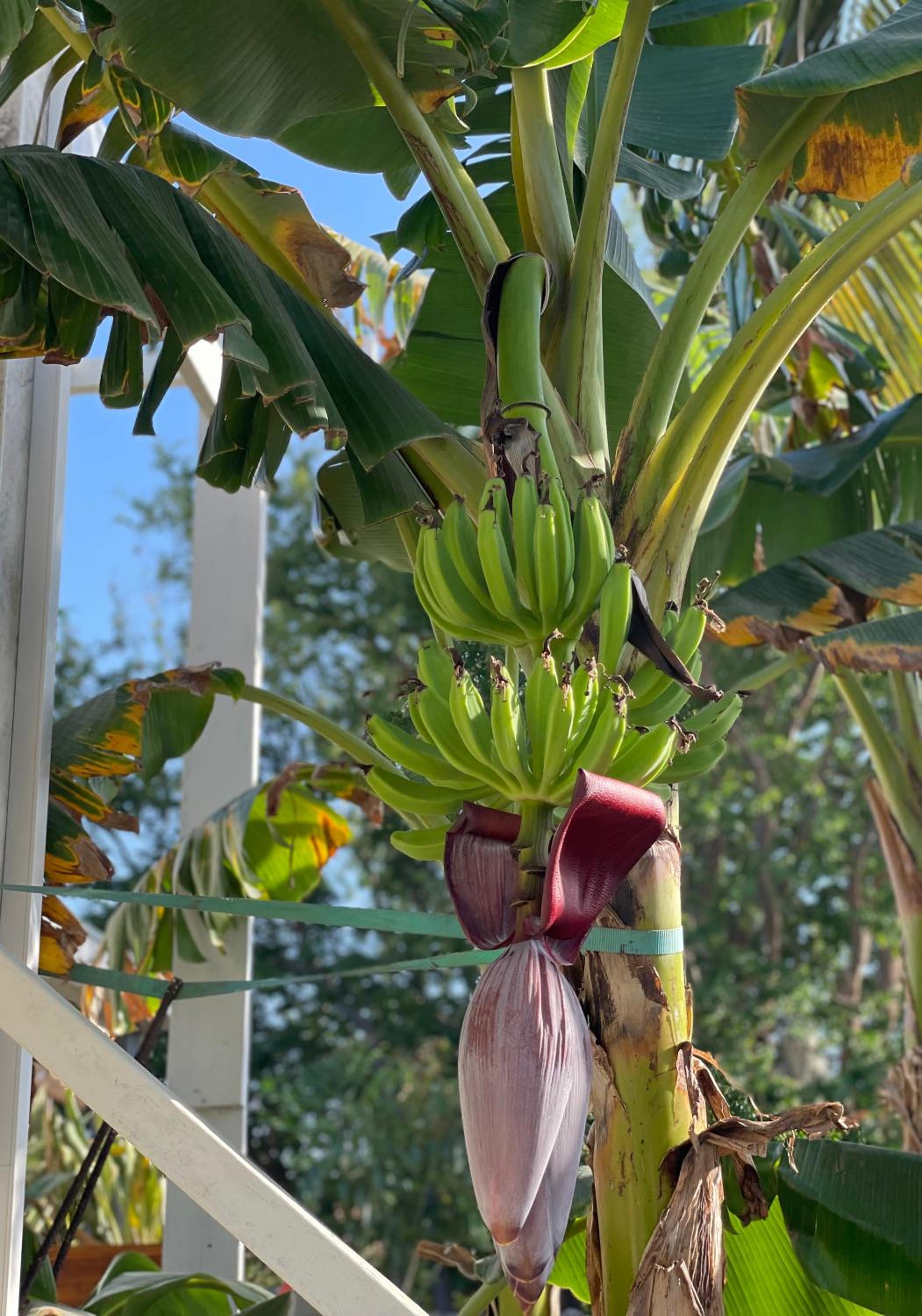 Bon Bini, Aruba