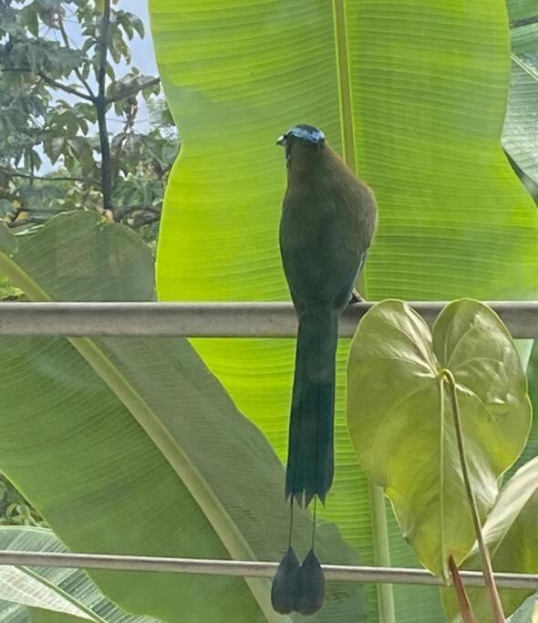 Bird Paradise