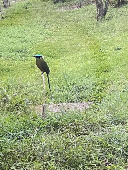 Bird Paradise