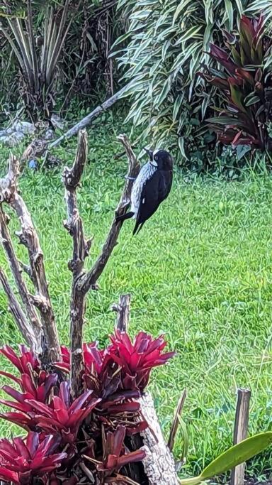 Bird Paradise