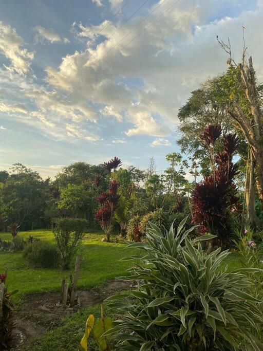 Bird Paradise