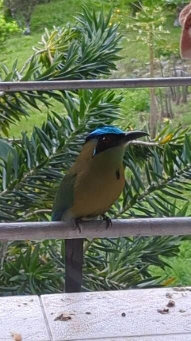 Bird Paradise