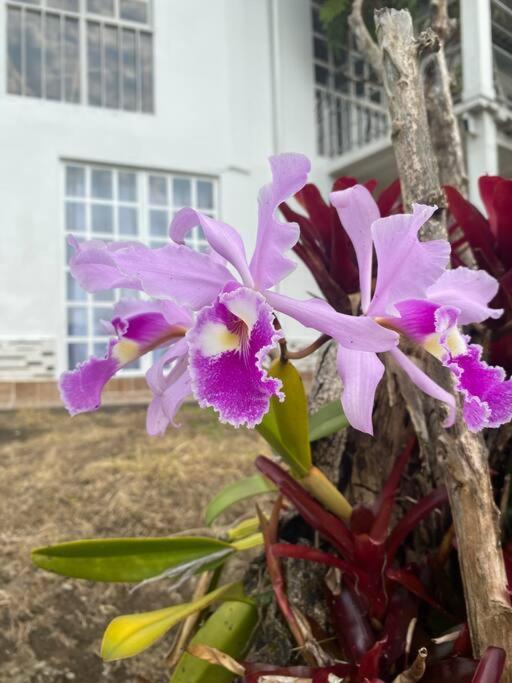 Bird Paradise