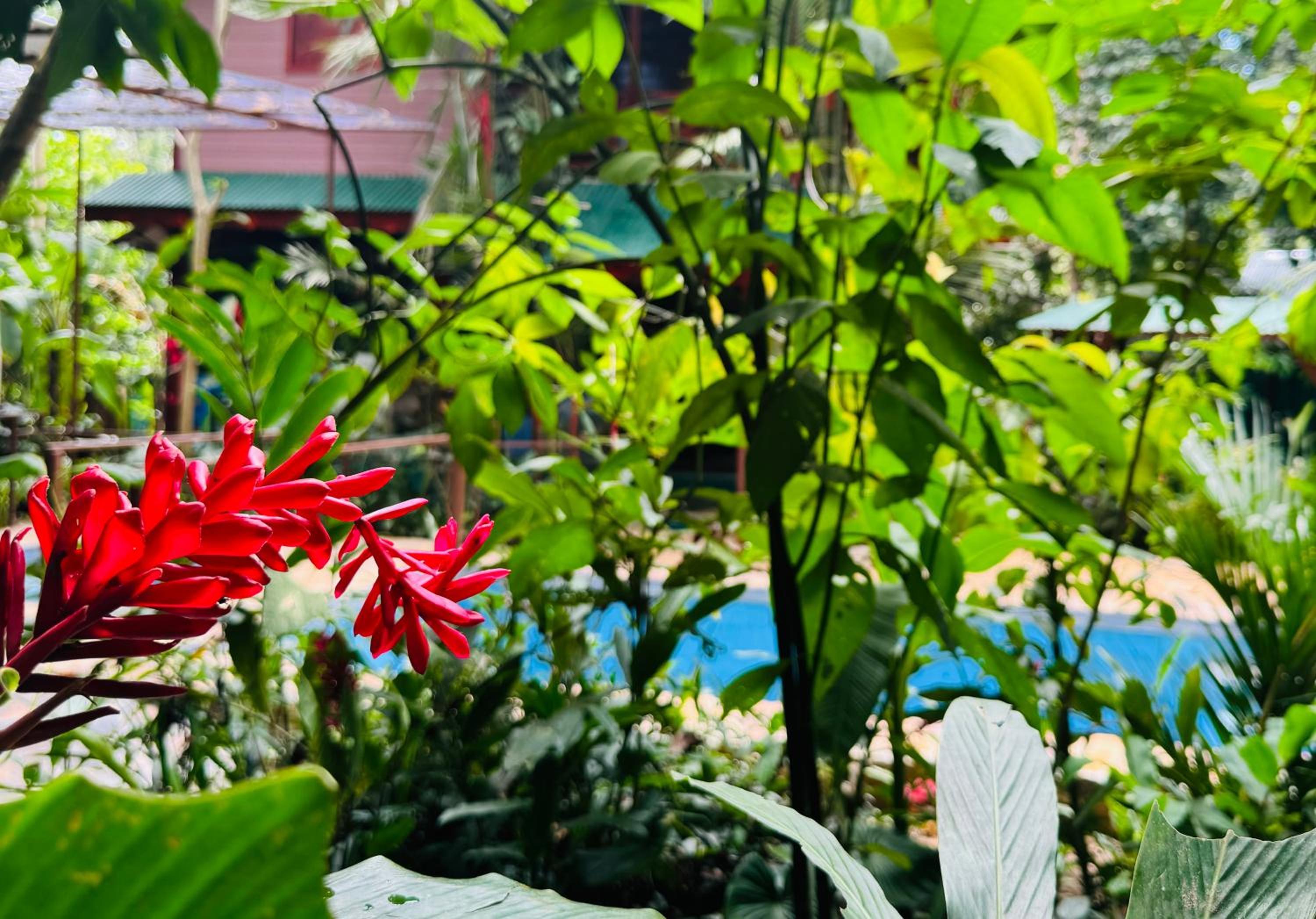 Villa Elita Cocles Jacuzzi&Pool