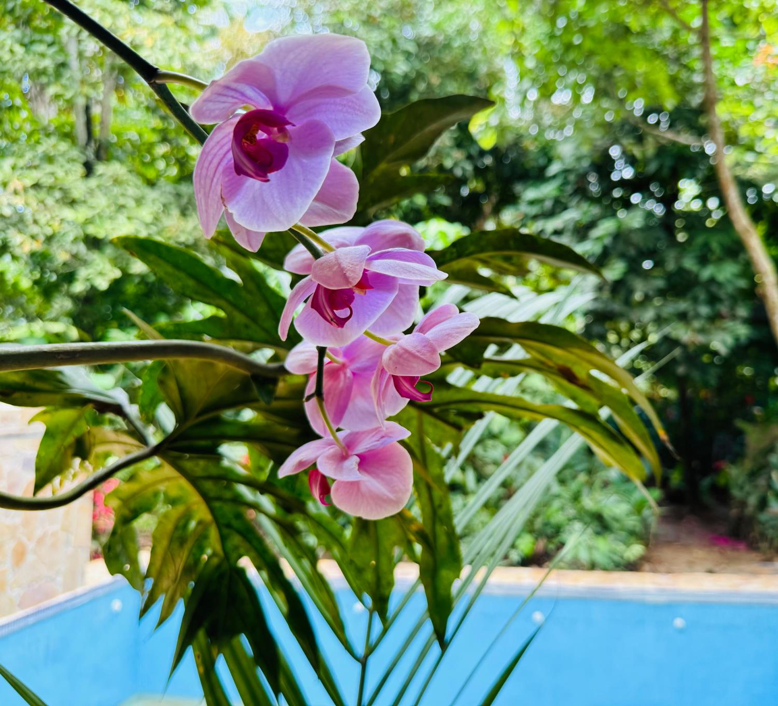 Villa Elita Cocles Jacuzzi&Pool
