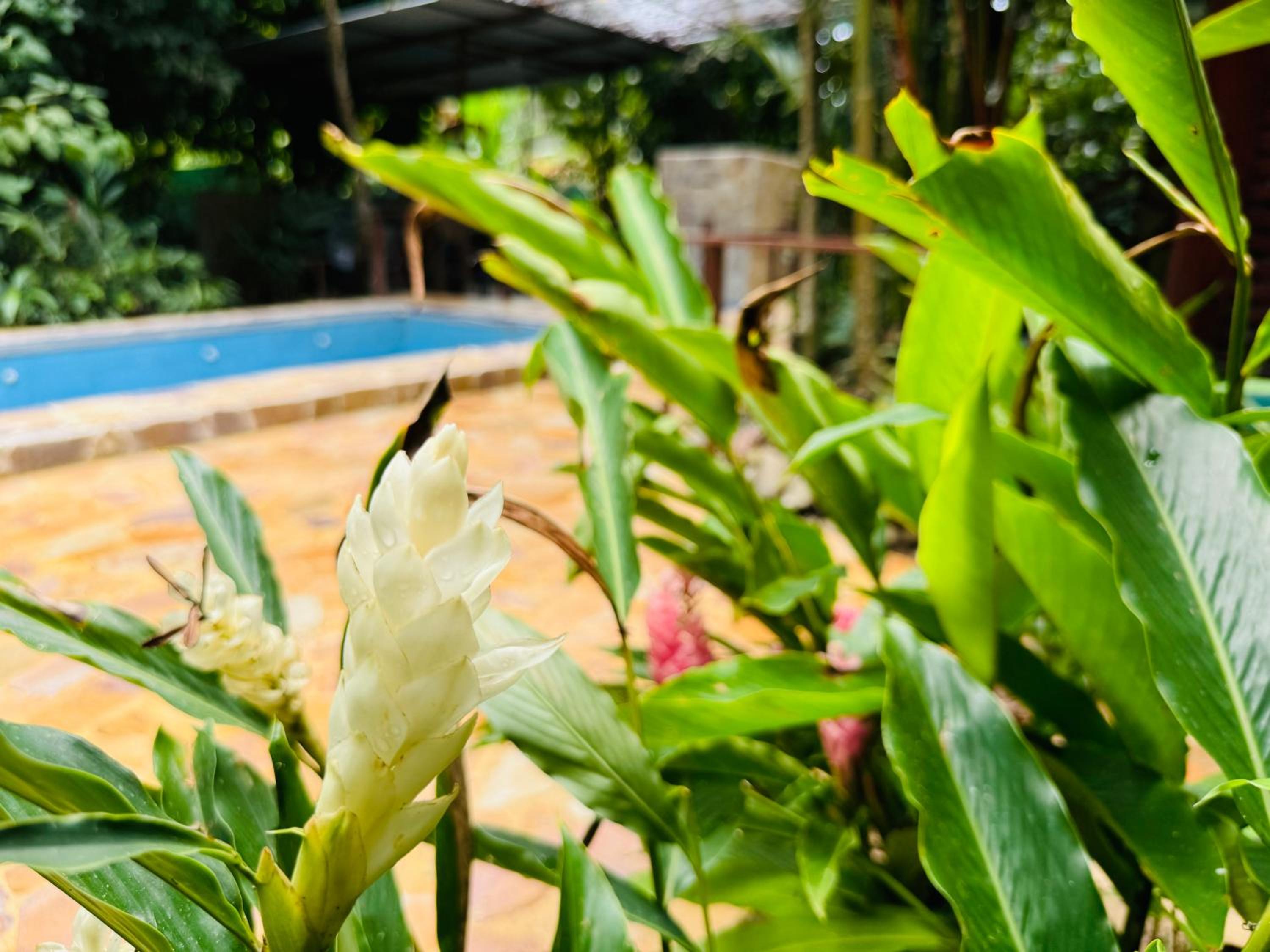 Villa Elita Cocles Jacuzzi&Pool