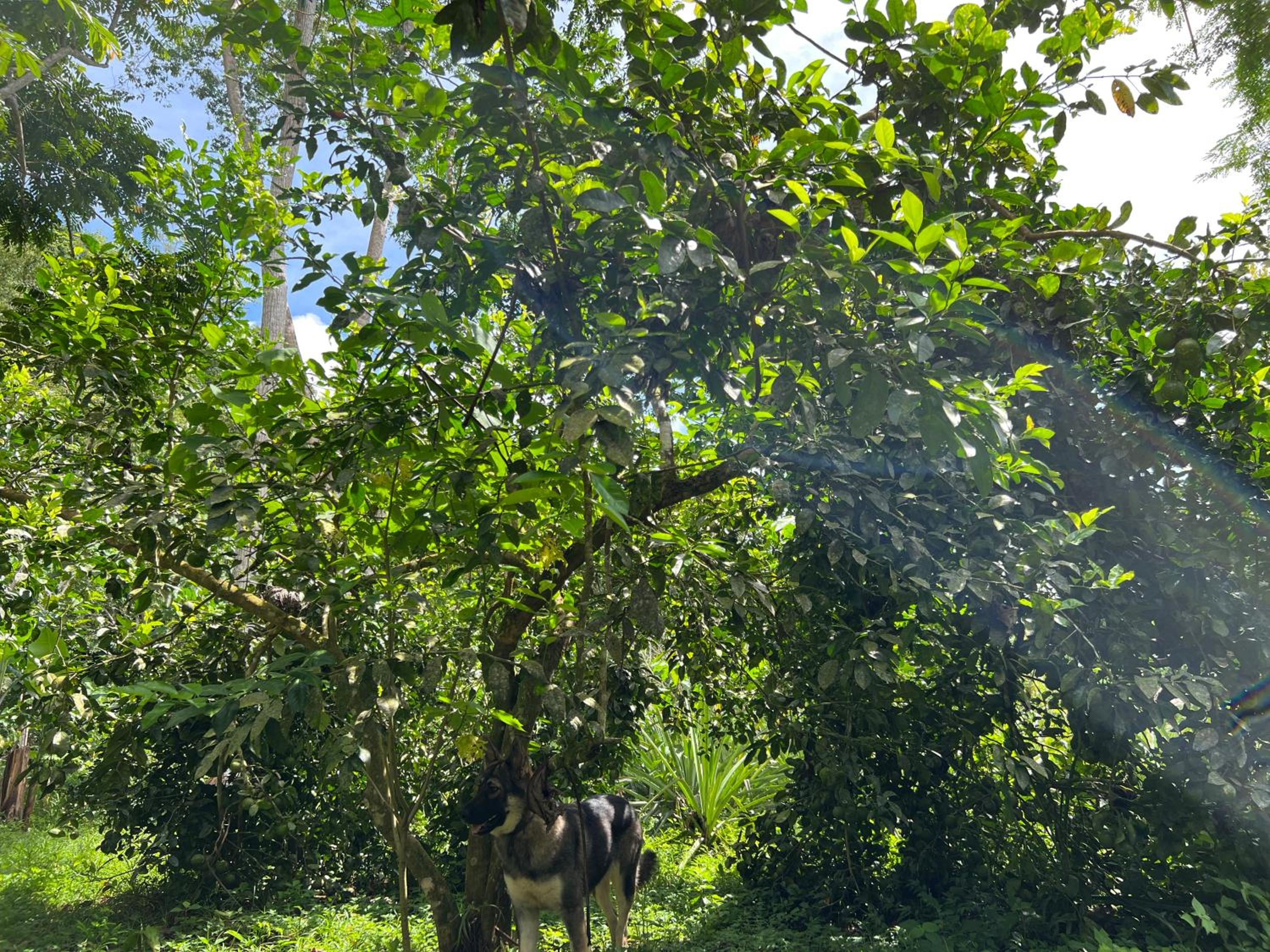 El Templo de los Guacamayos del Tigre