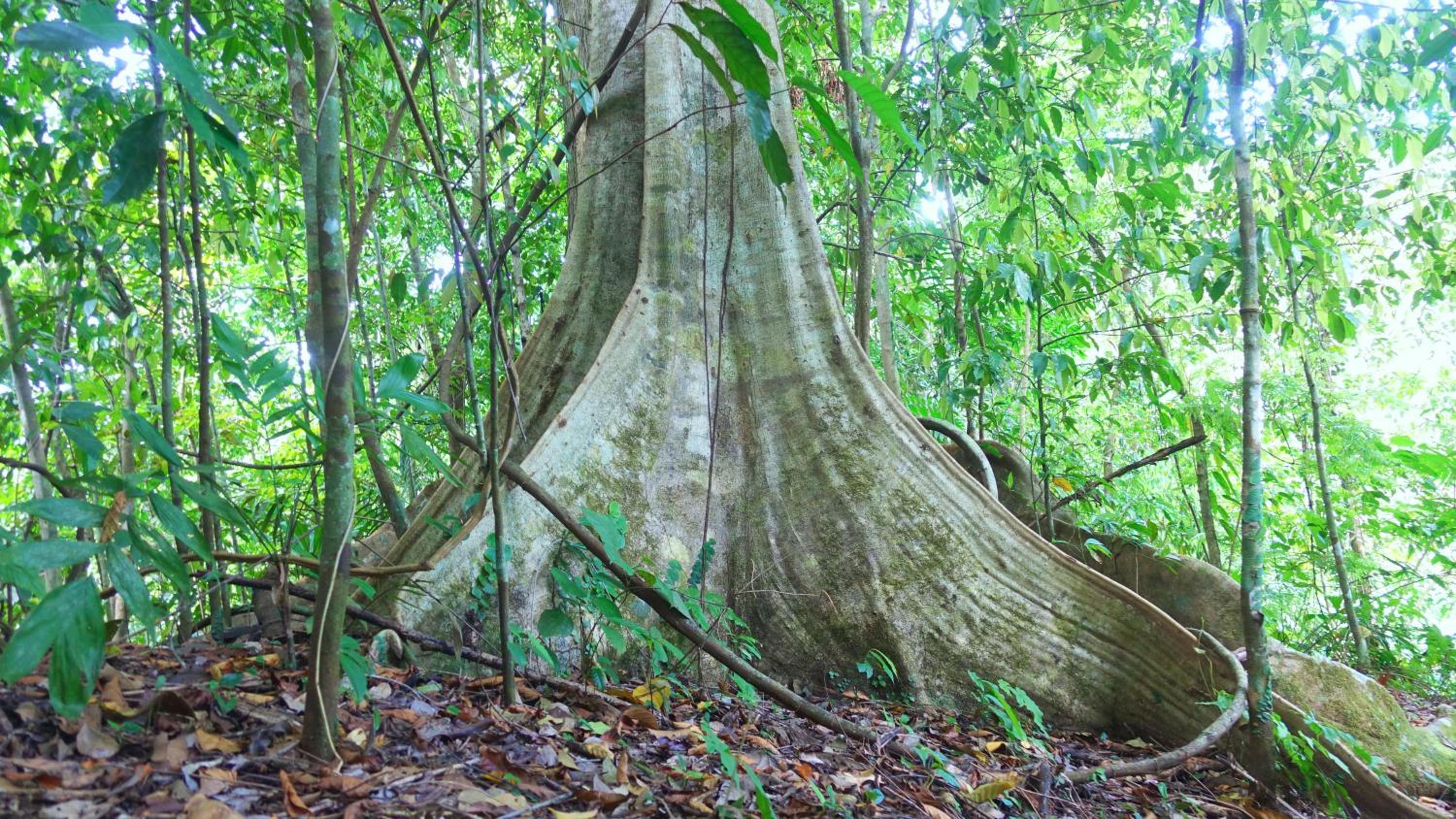 El Templo de los Guacamayos del Tigre