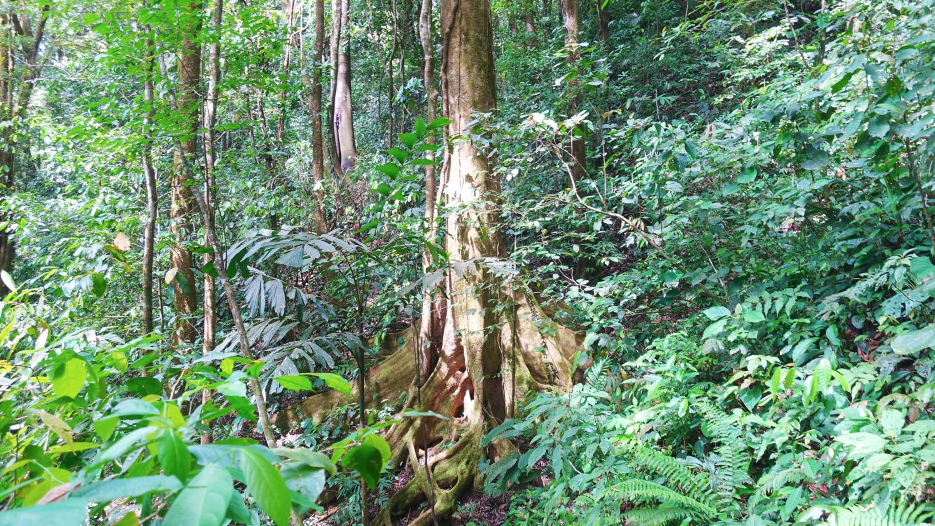 El Templo de los Guacamayos del Tigre