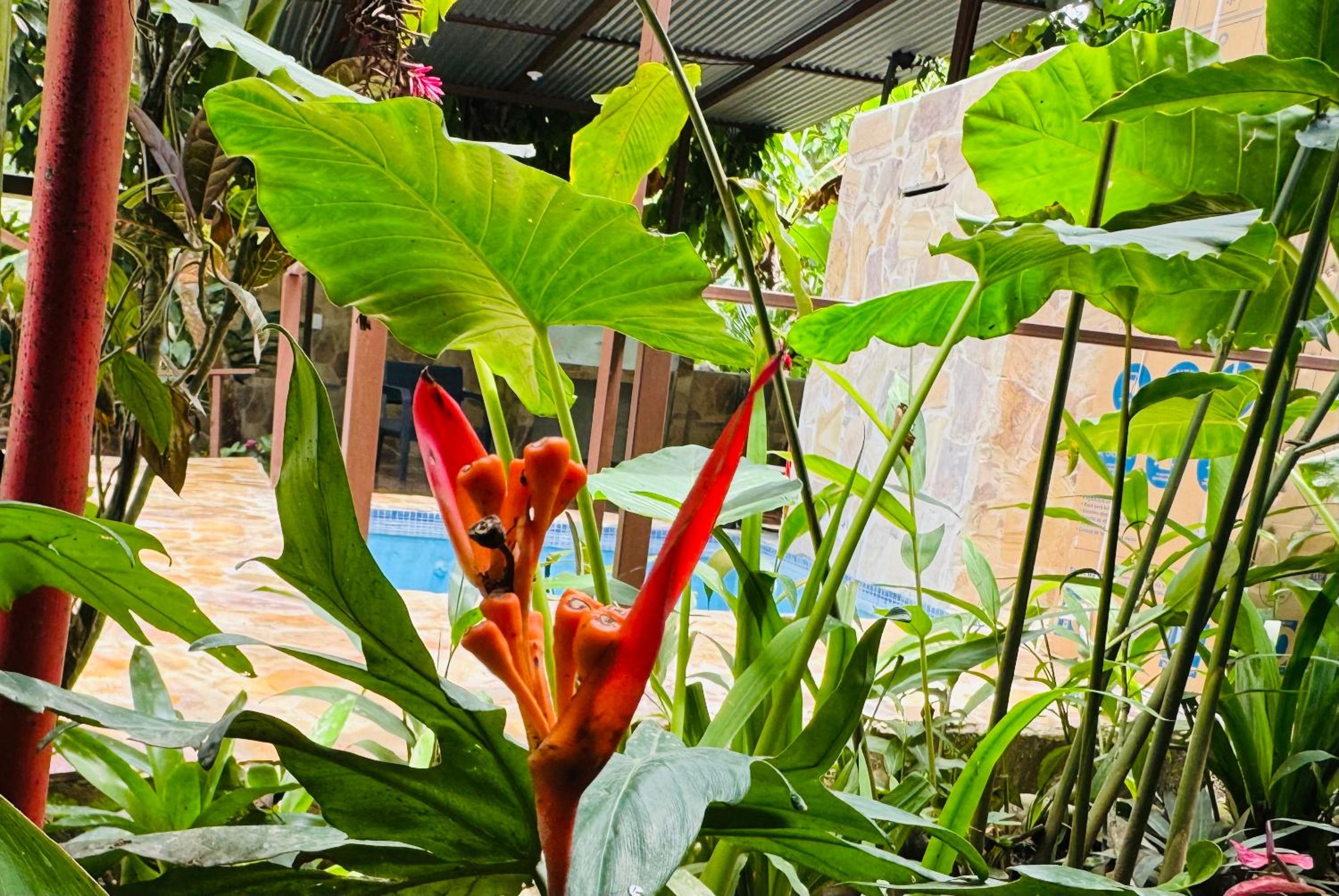 Villa Elita Cocles Jacuzzi&Pool